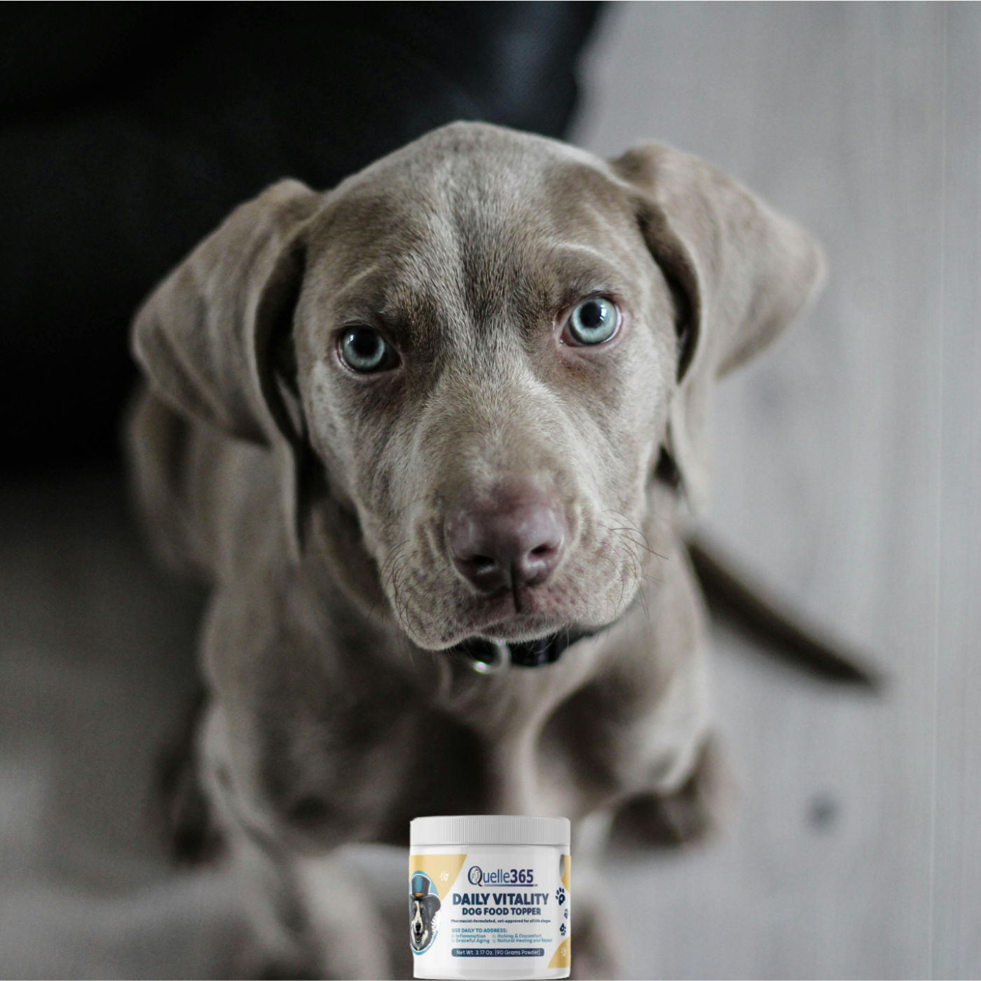 The Daily Bark: Your Daily Dose of Canine Conversations