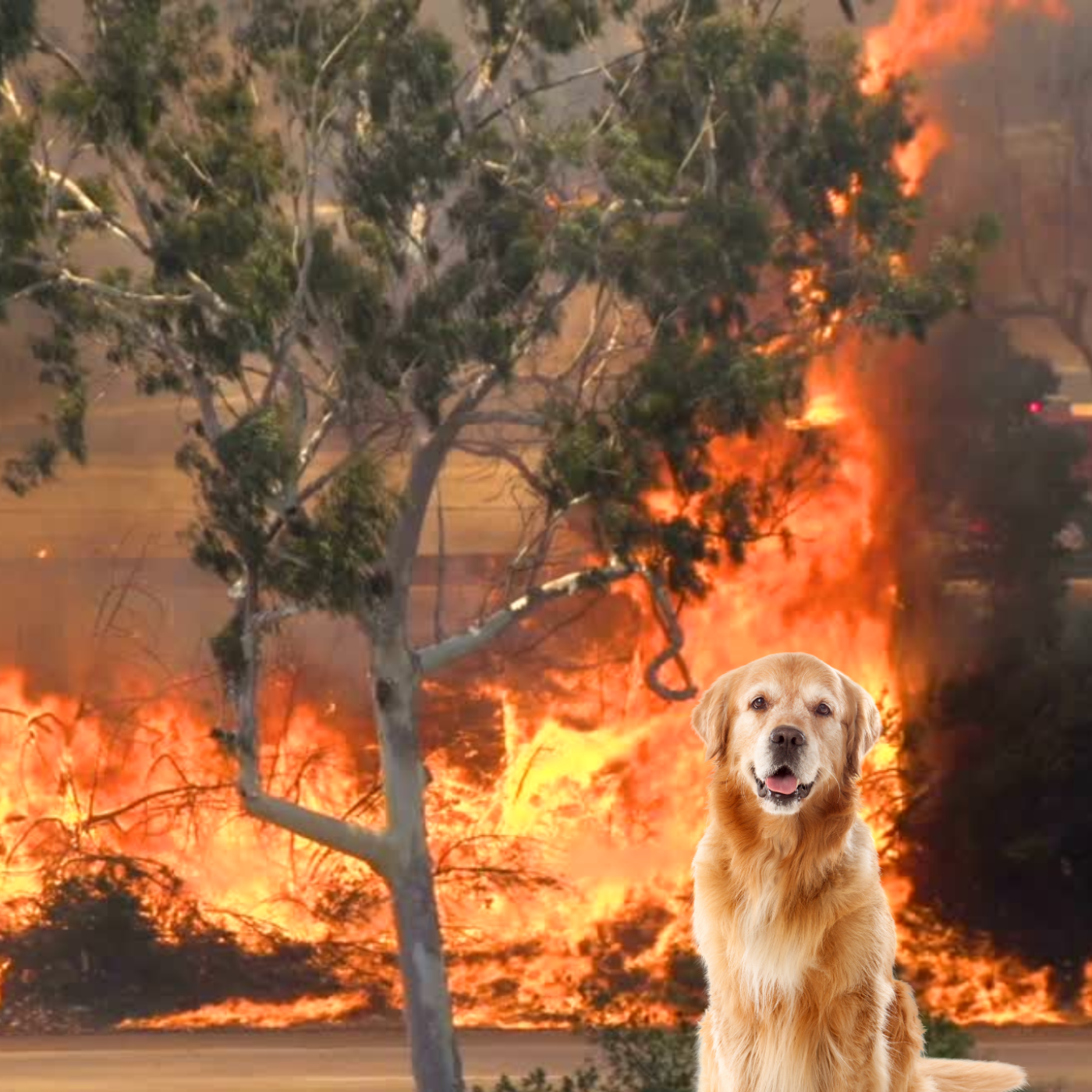 The Daily Bark: Your Daily Dose of Canine Conversations
