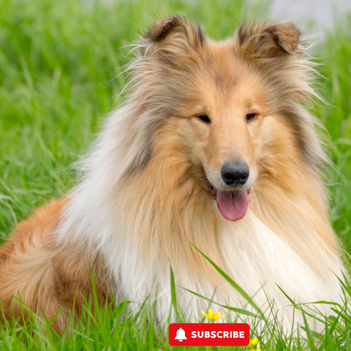 The Daily Bark: Your Daily Dose of Canine Conversations