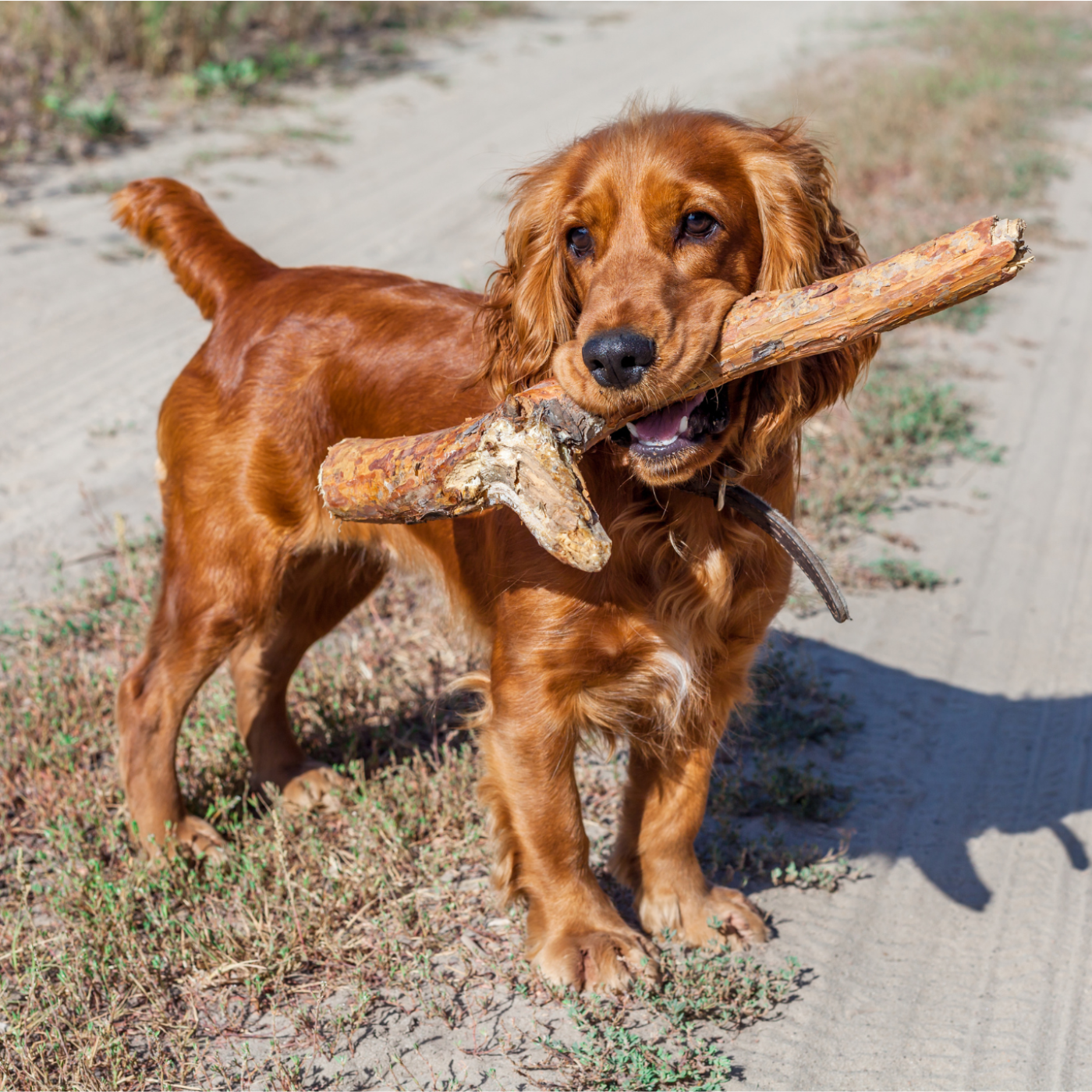 The Daily Bark: Your Daily Dose of Canine Conversations