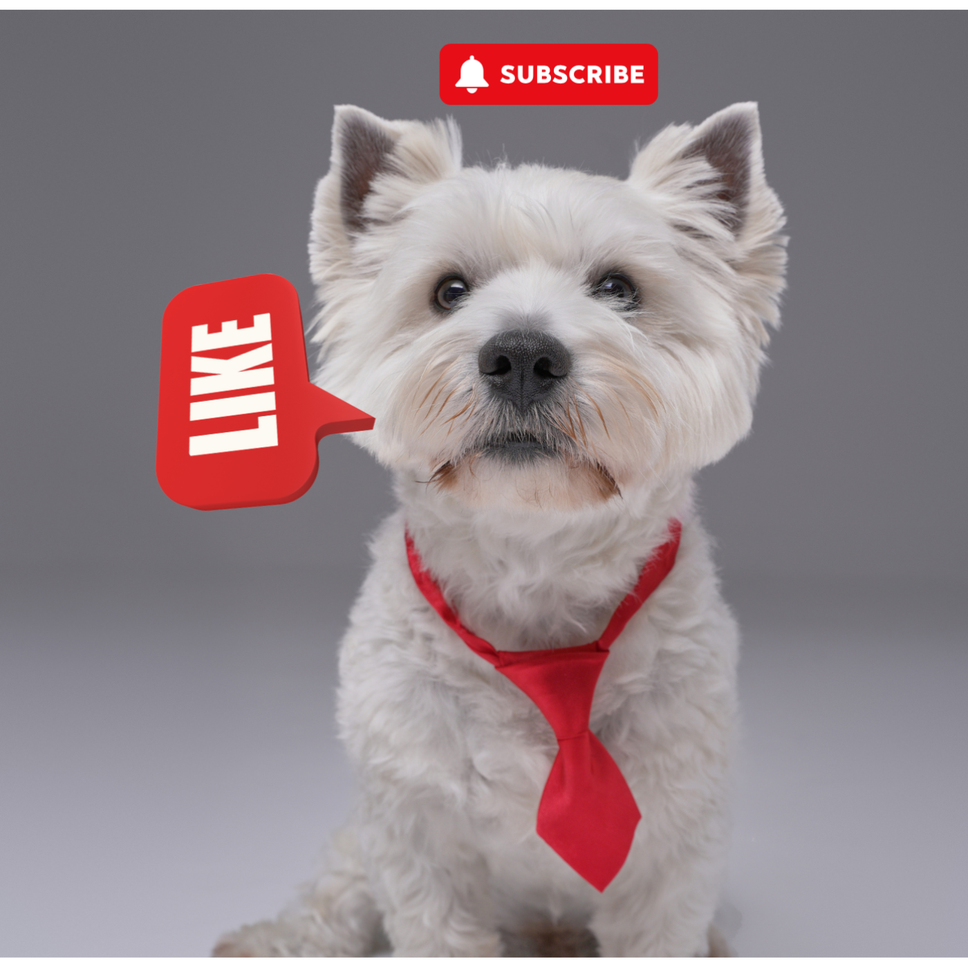 The Daily Bark: Your Daily Dose of Canine Conversations