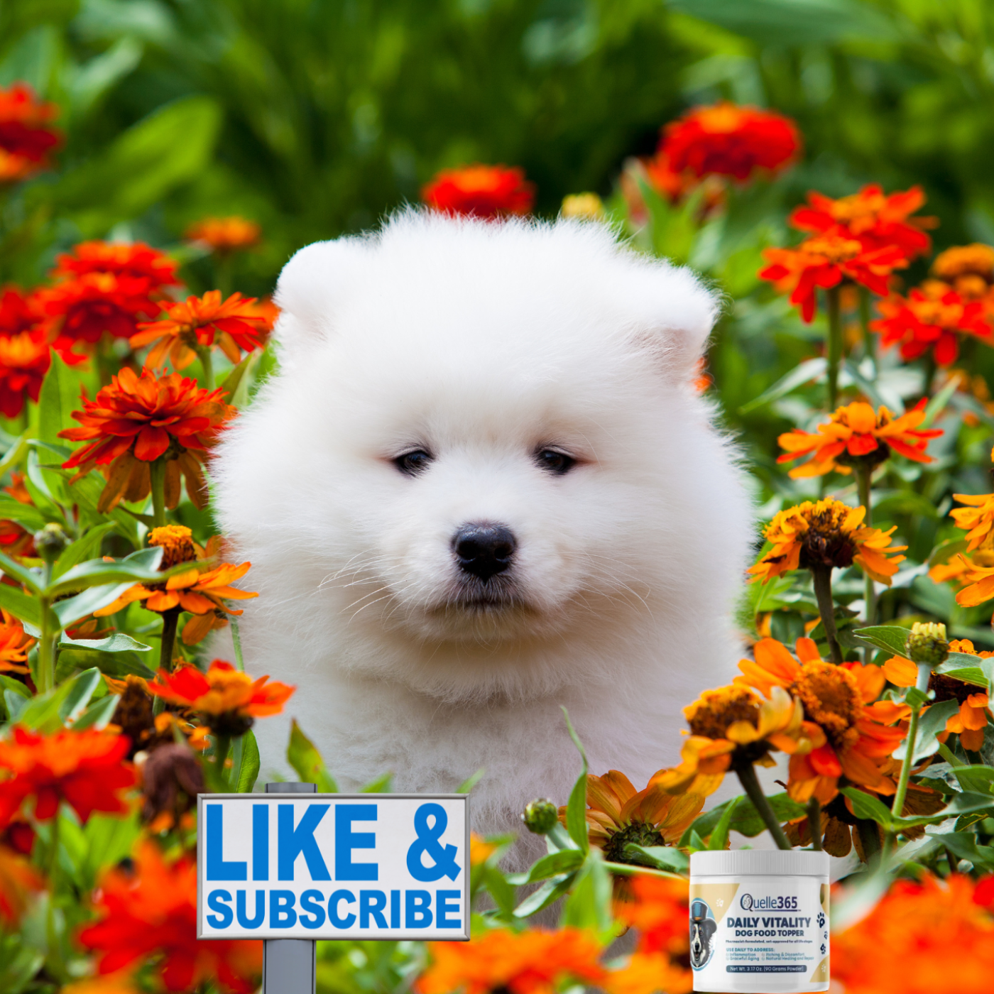 The Daily Bark: Your Daily Dose of Canine Conversations
