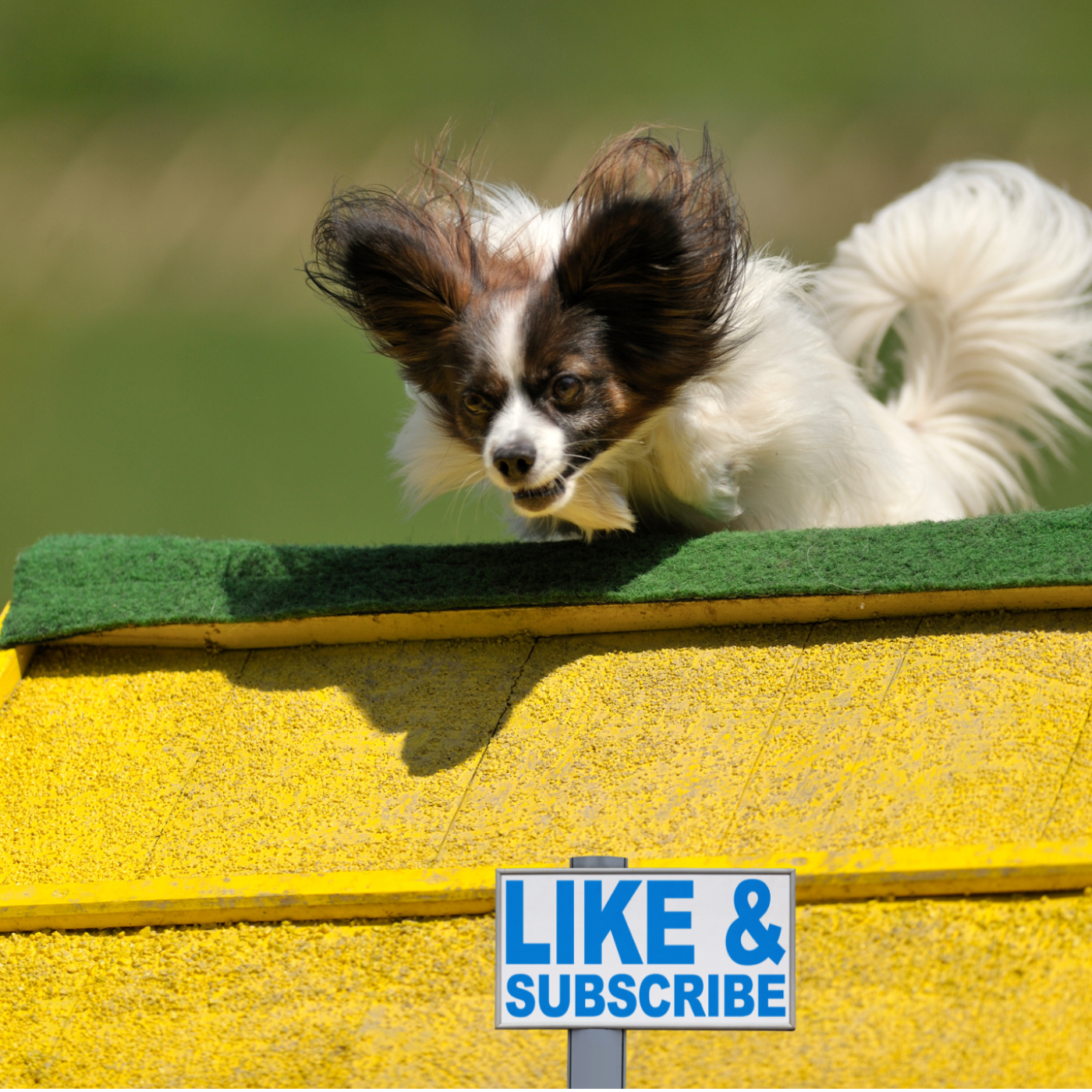 The Daily Bark: Your Daily Dose of Canine Conversations