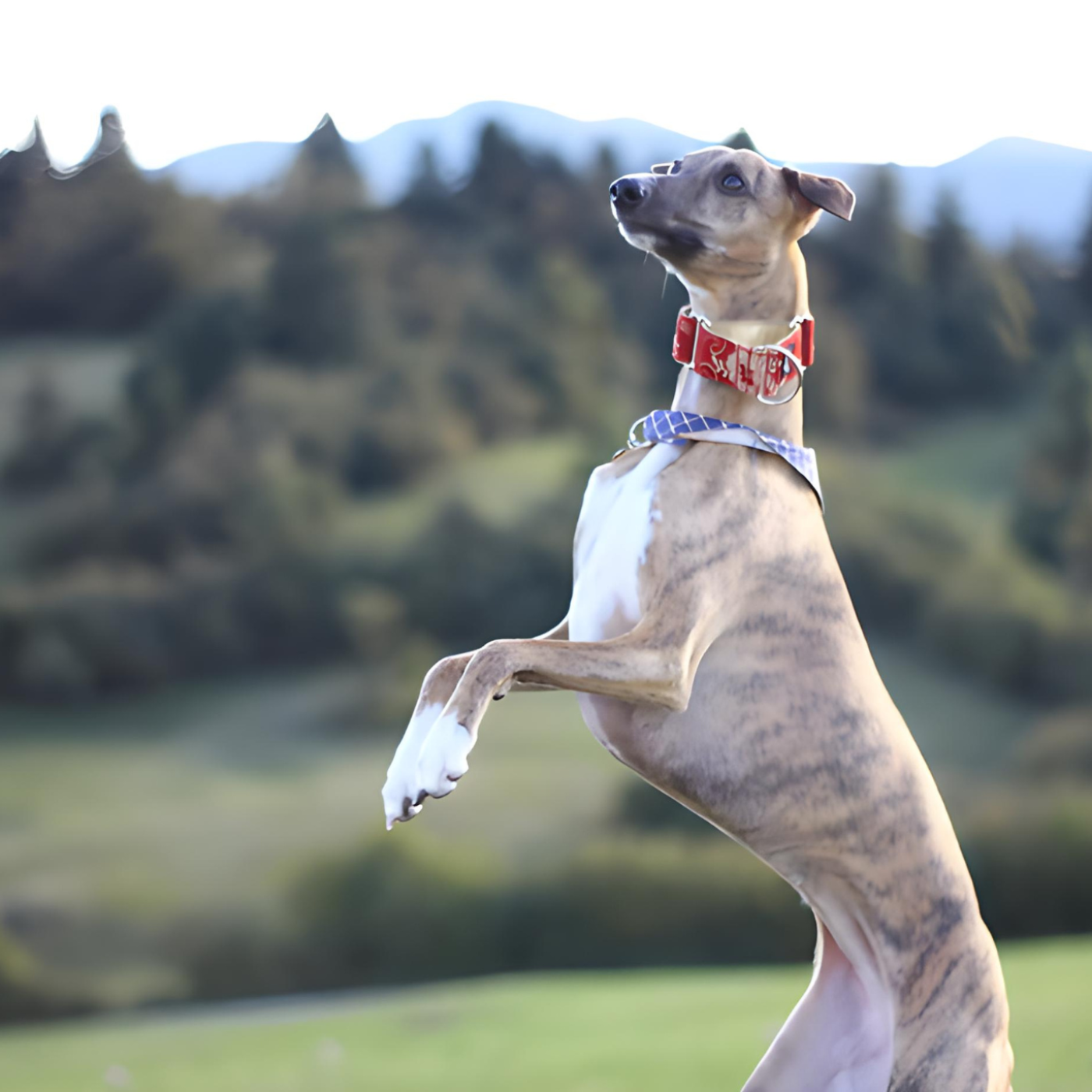 The Daily Bark: Your Daily Dose of Canine Conversations