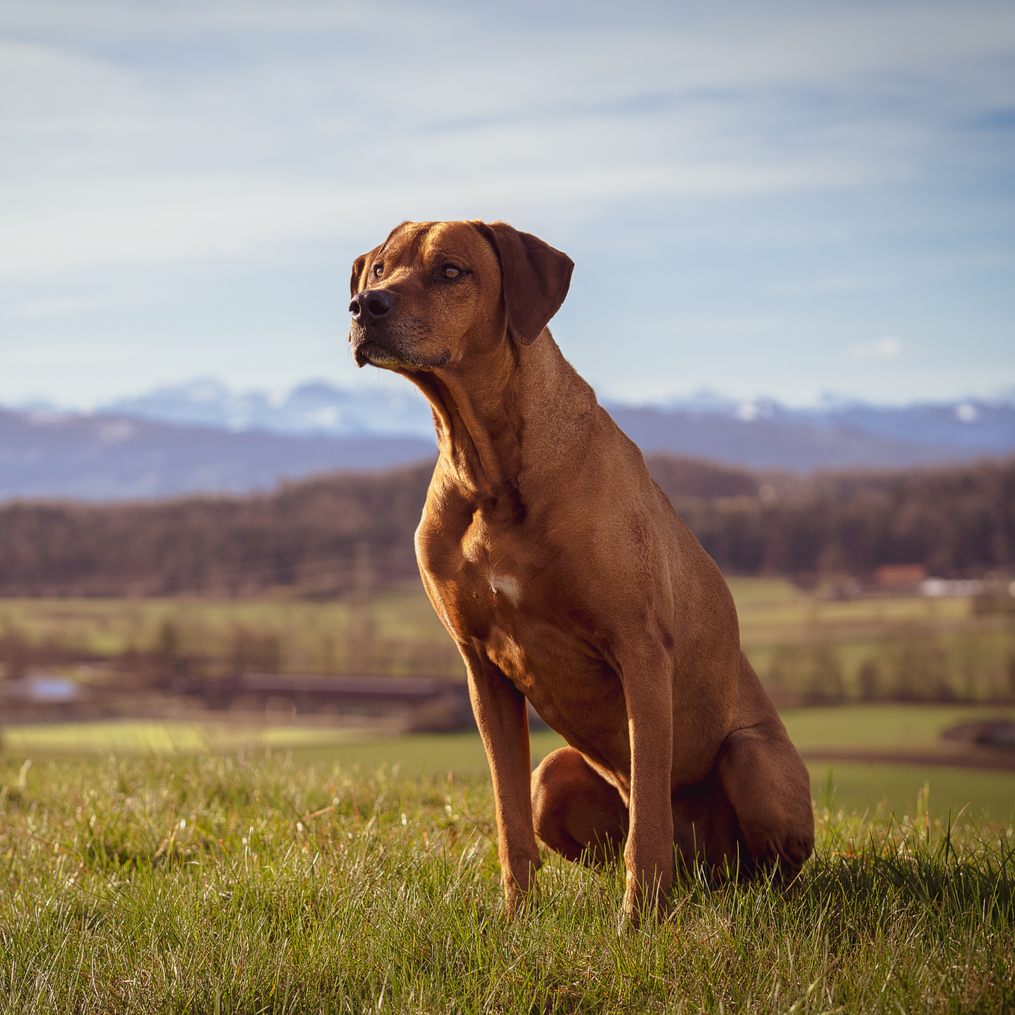 The Daily Bark: Your Daily Dose of Canine Conversations