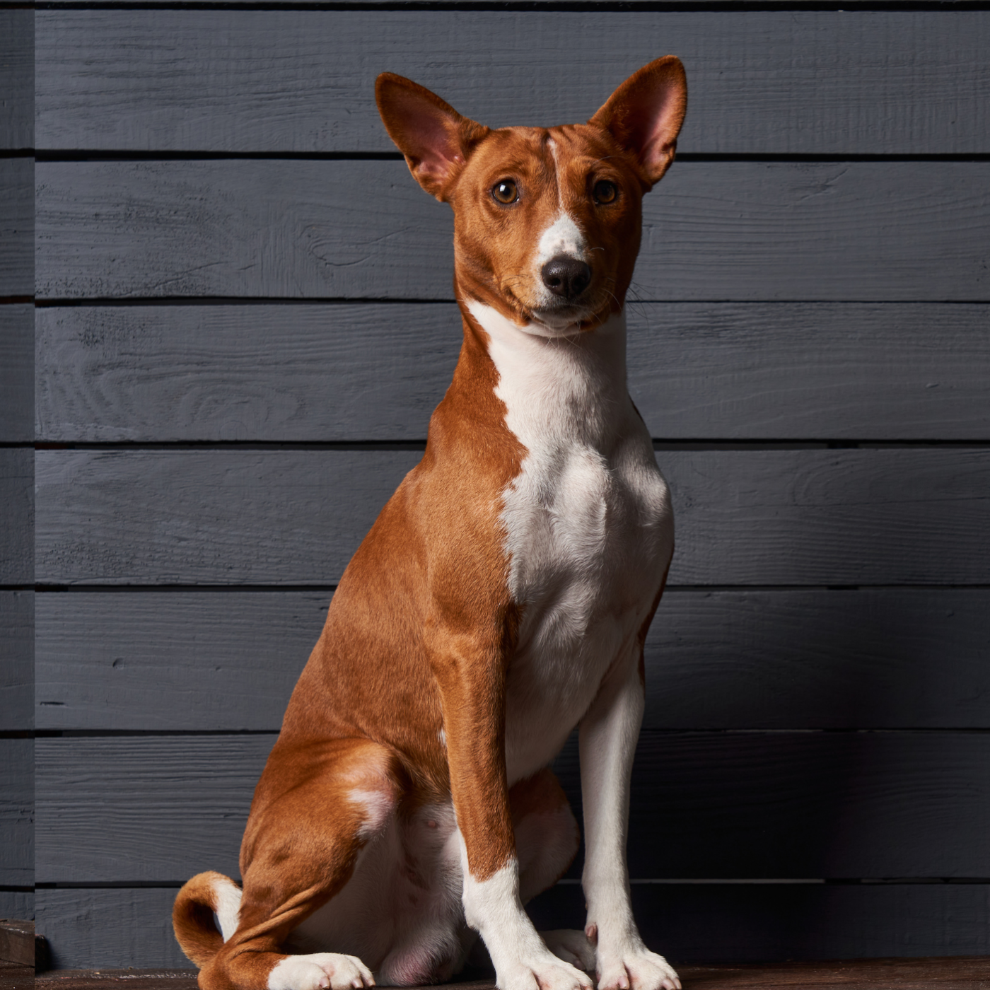 The Daily Bark: Your Daily Dose of Canine Conversations