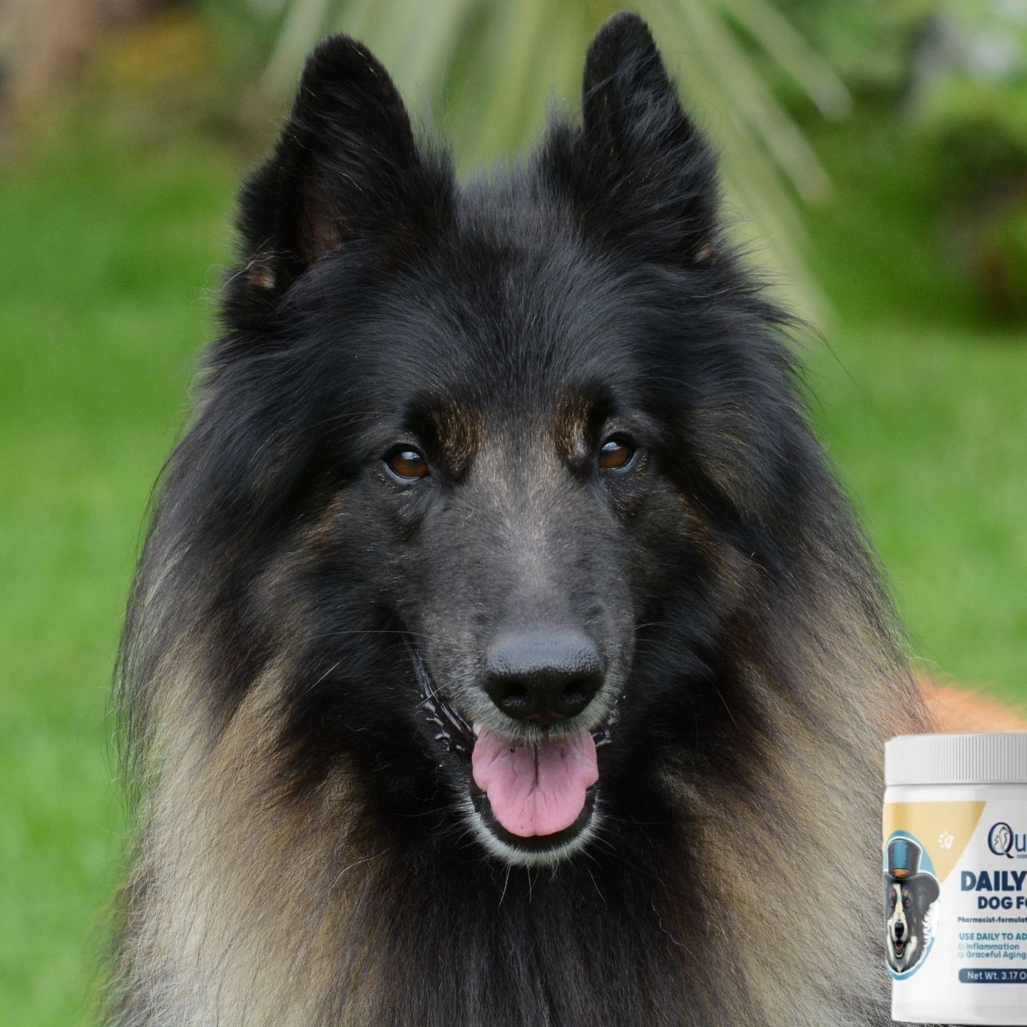 The Daily Bark: Your Daily Dose of Canine Conversations