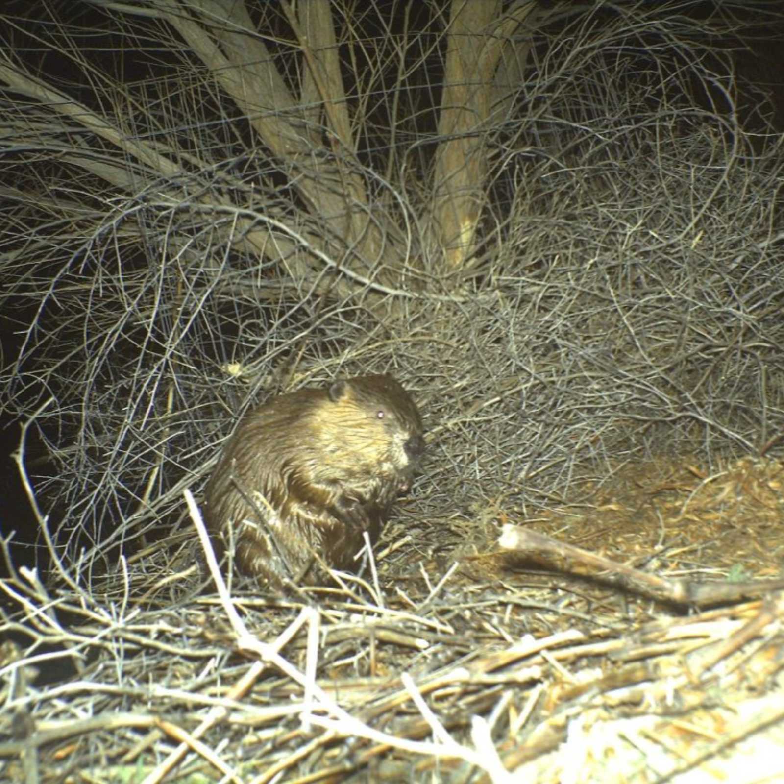 A beaver… in the desert? The story of how a visitor made an El Paso wetlands park home.