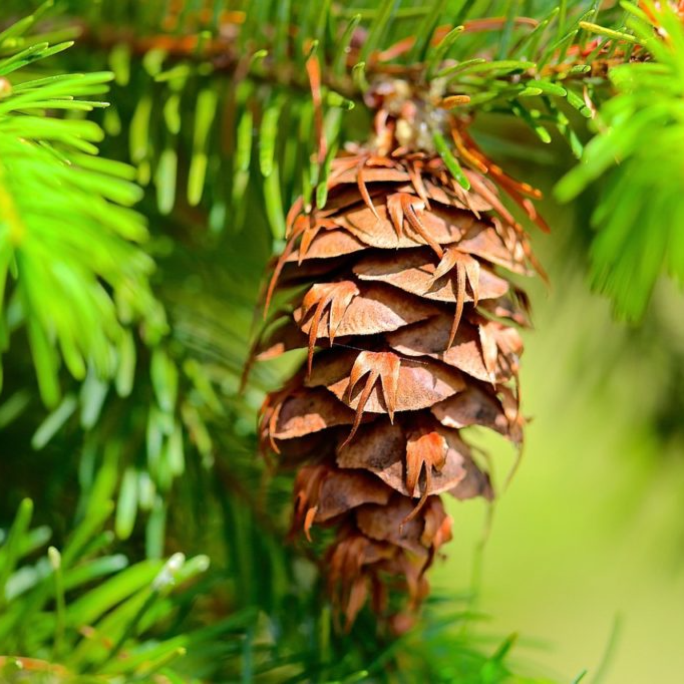 **Bonus content** The Story of Douglas Fir cones – Told by Lindsay Warner.