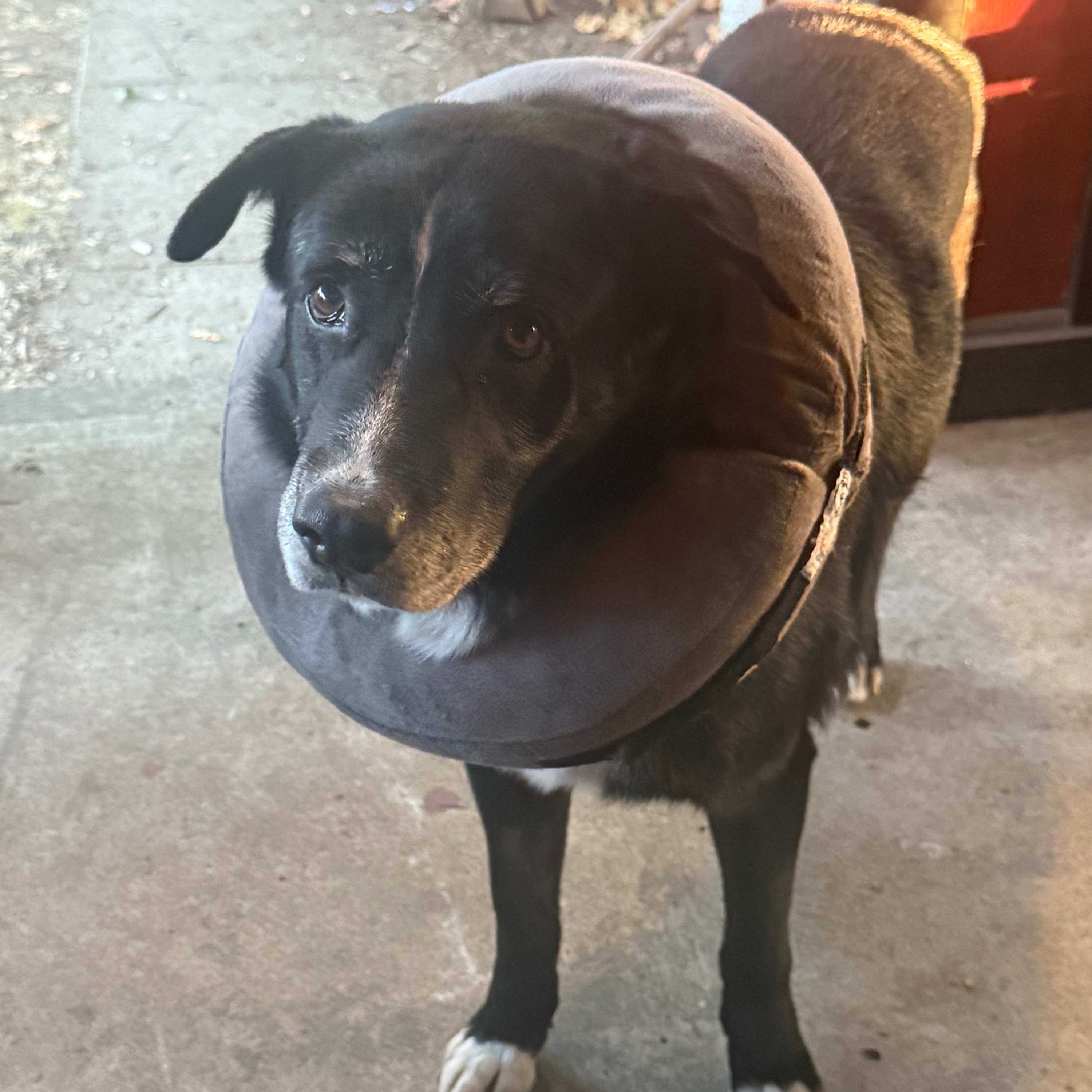 Harold’s Sack is Swollen