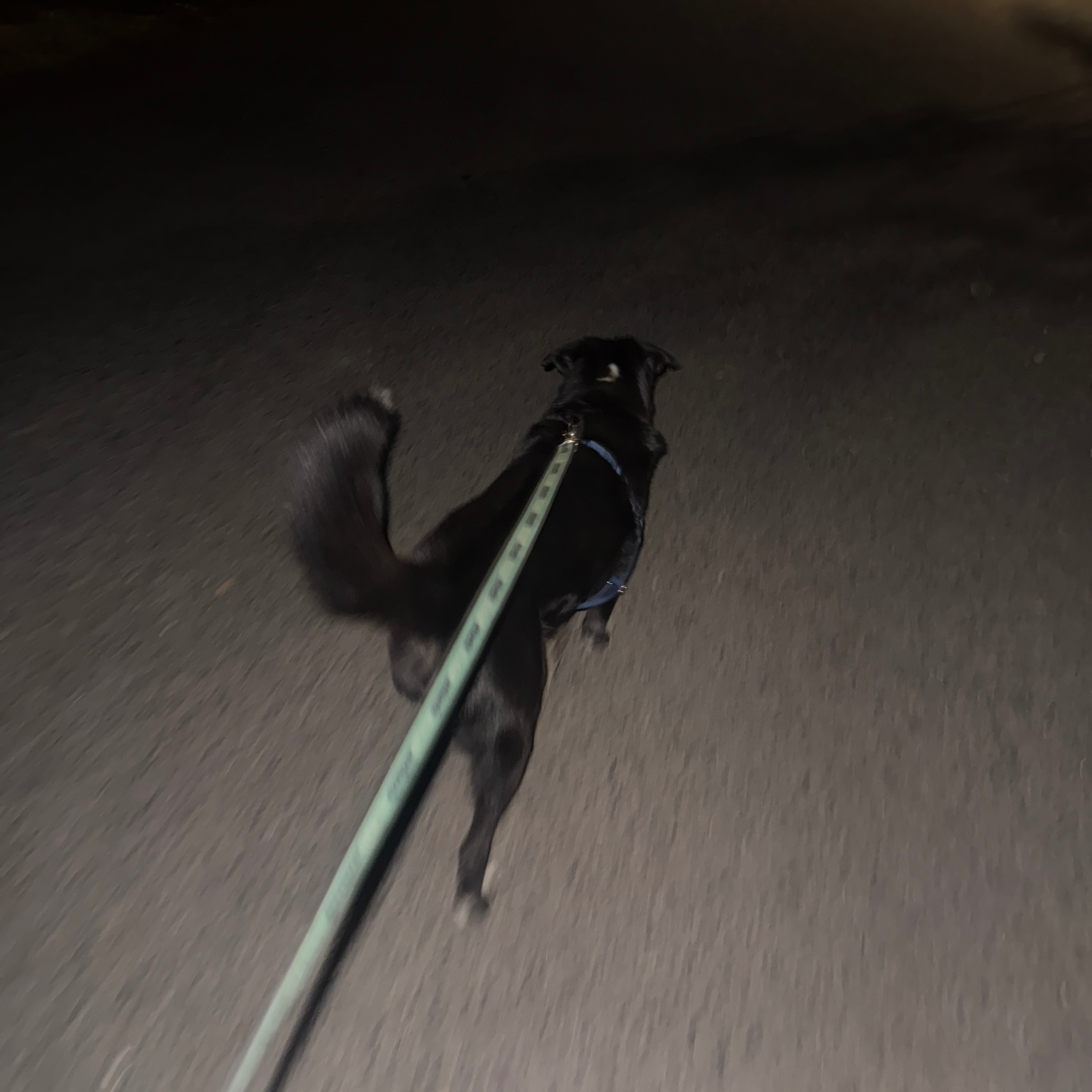 Night Walking With Harold