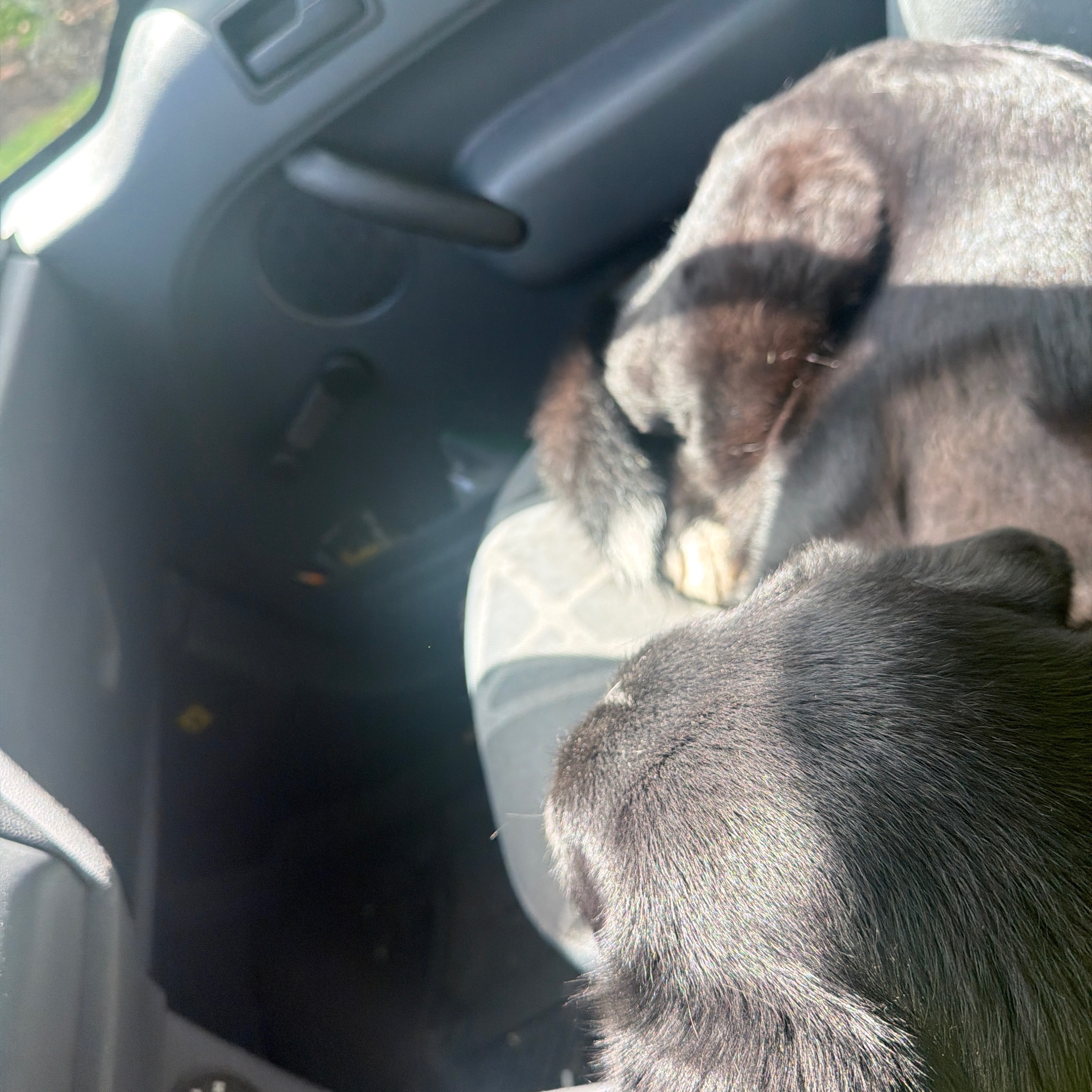 Harold stitches are coming out!