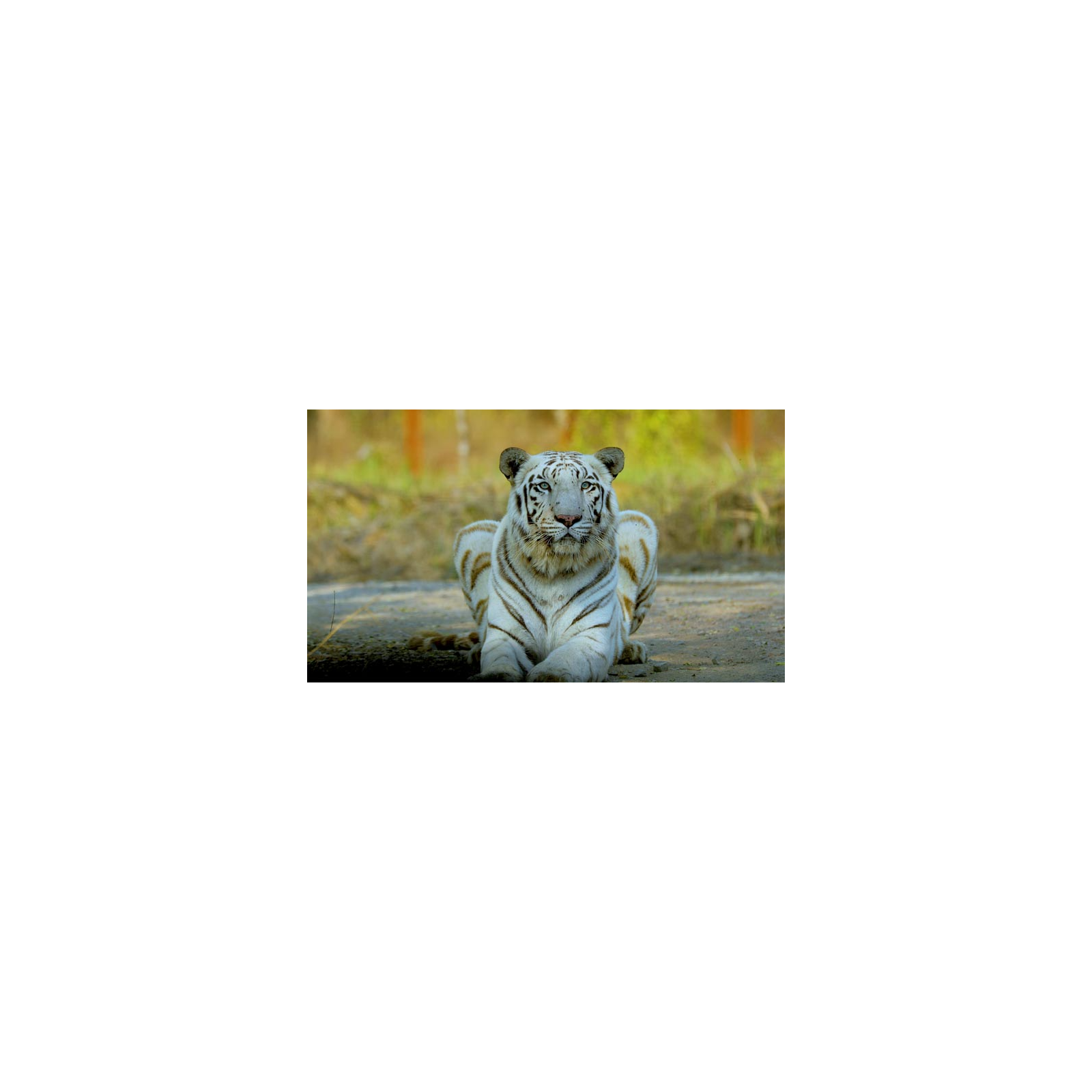 The Origin of White Tigers
