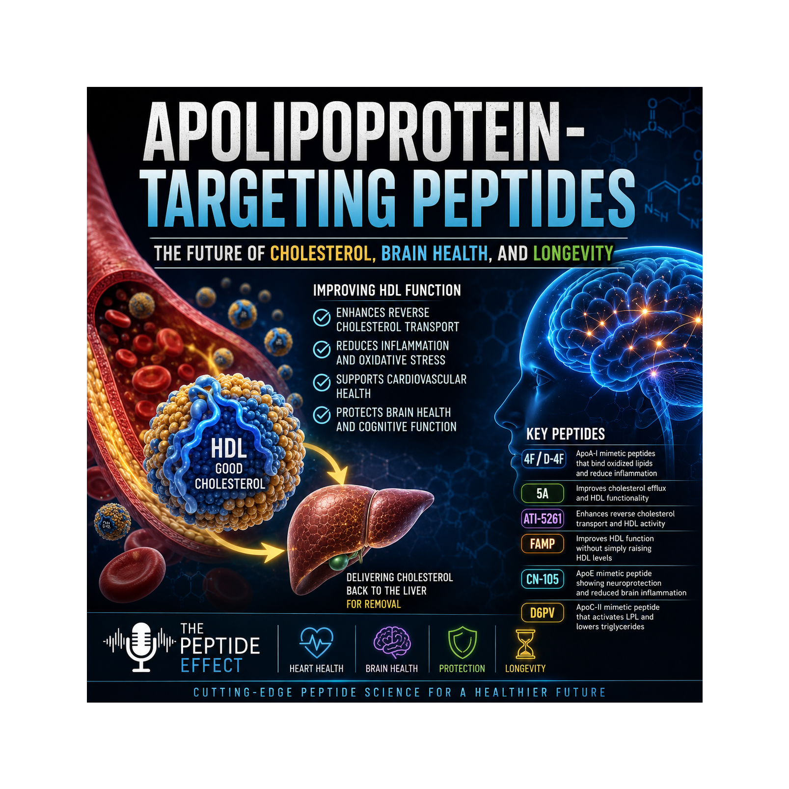     Apolipoprotein-Targeting Peptides: The Future of Cholesterol, Brain Health, and Longevity