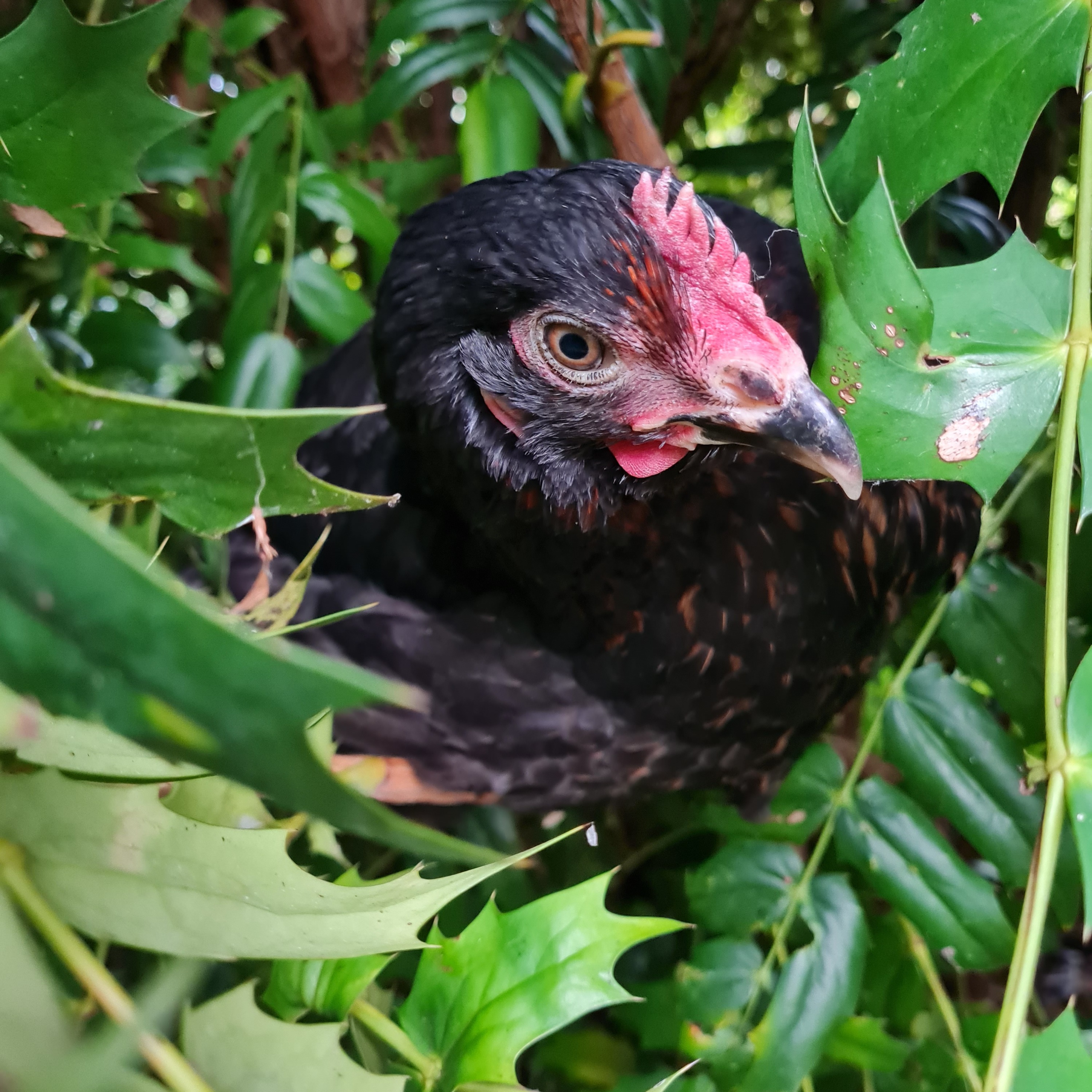 The Plot Chickens