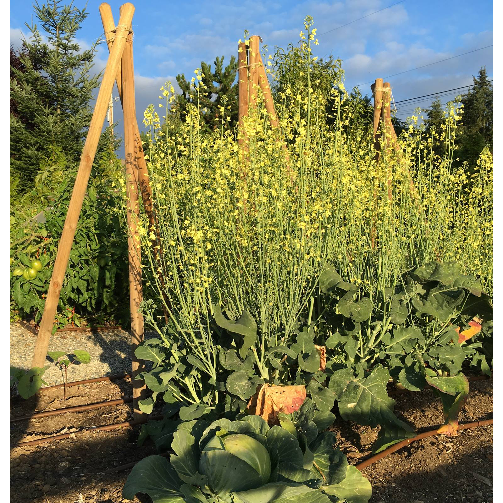 Bringing Health Home - Baton Health® cover art