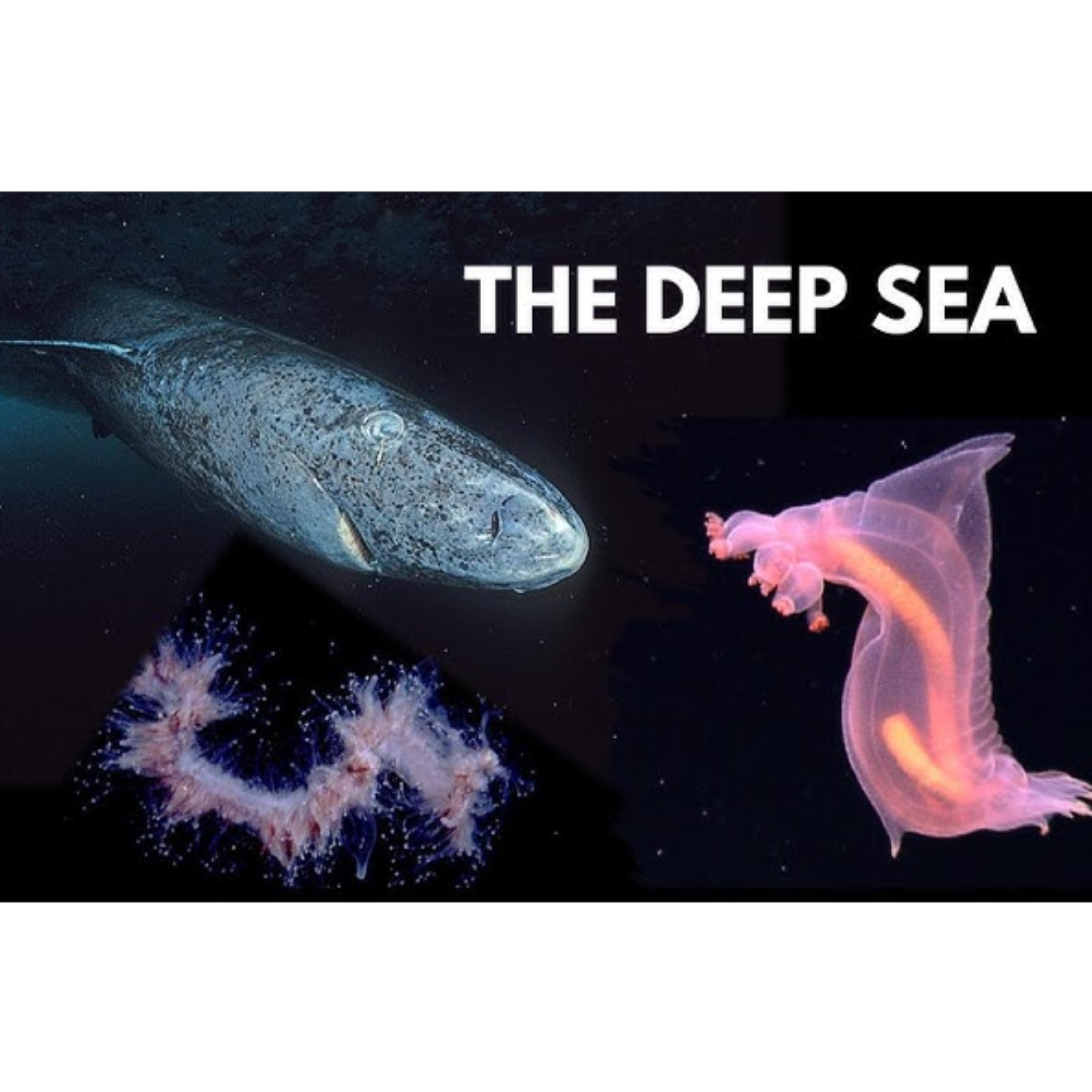 101 Facts About The Deep Sea episode artwork