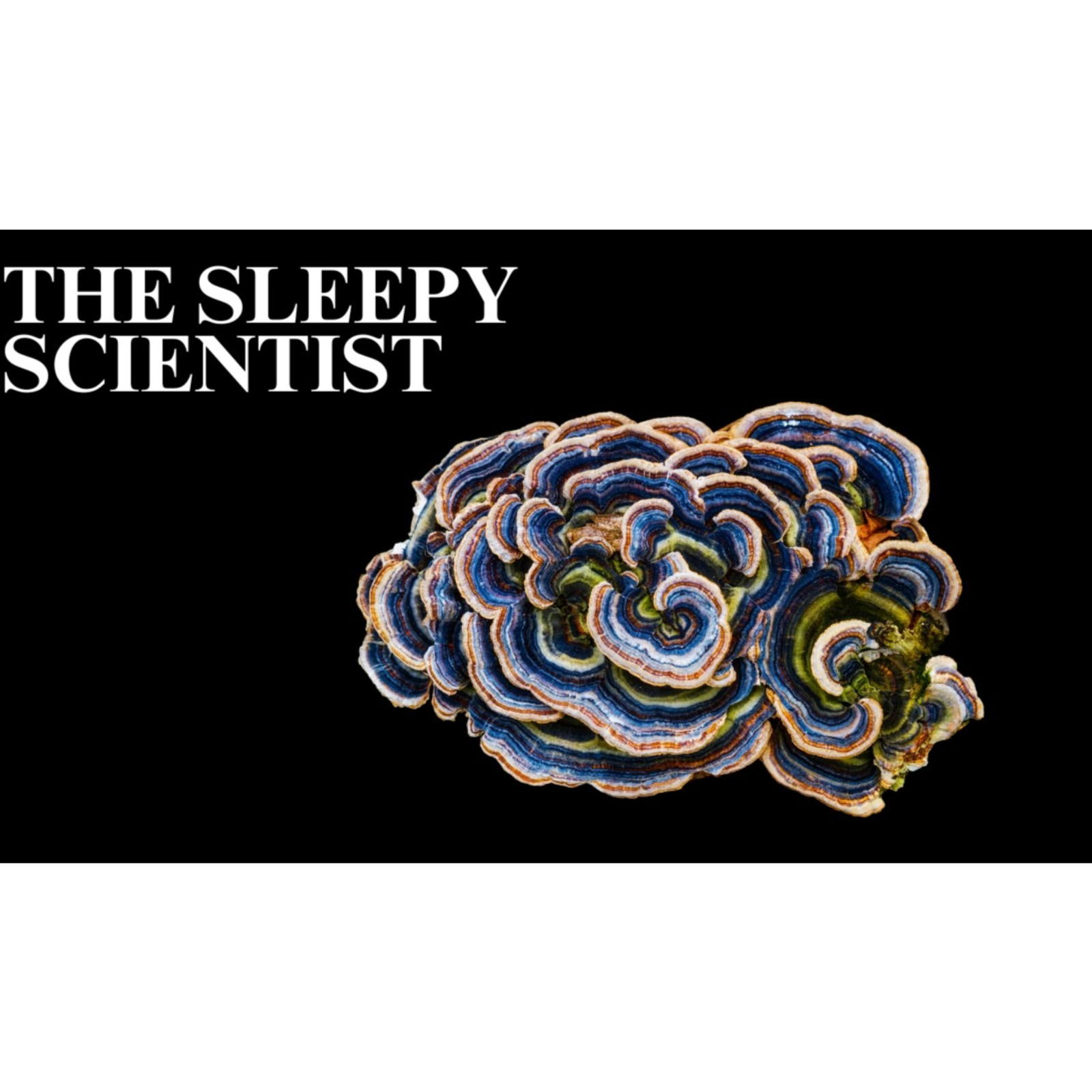The Life of Fungi_ Explained Slowly _ Science for Sleep episode artwork