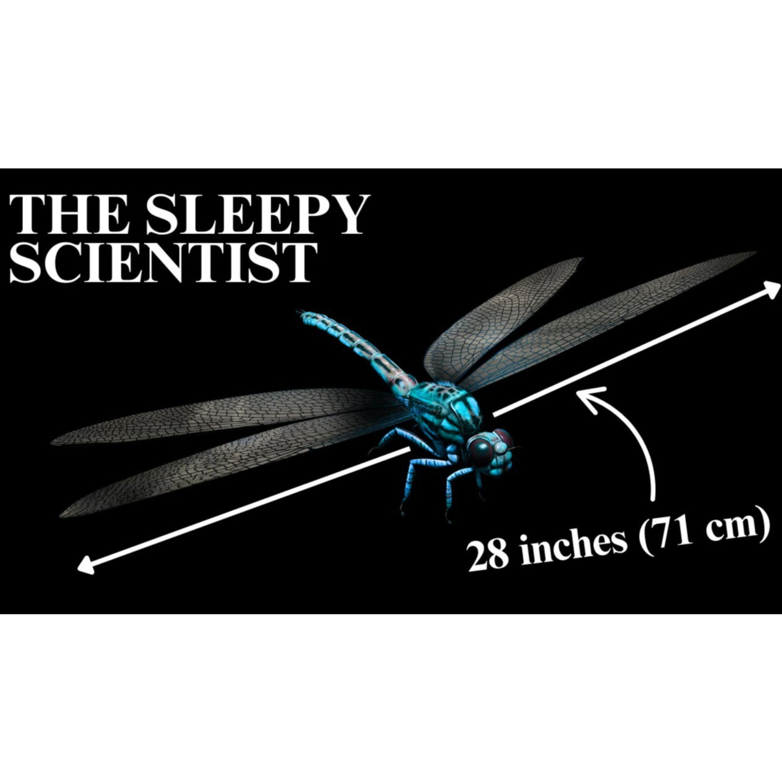 The Forgotten World of Giant Insects _ The Sleepy Scientist episode artwork