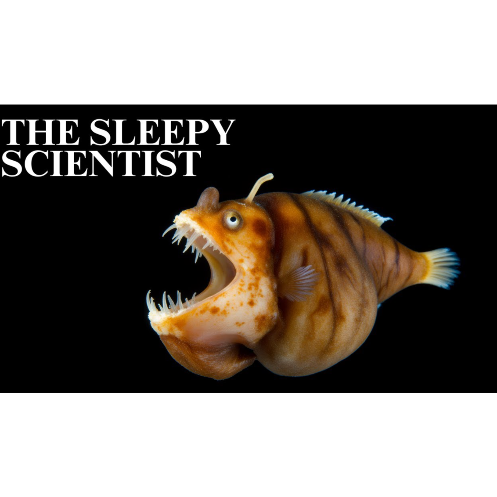 The Sleepy Scientist  Deep Sea Survival episode artwork
