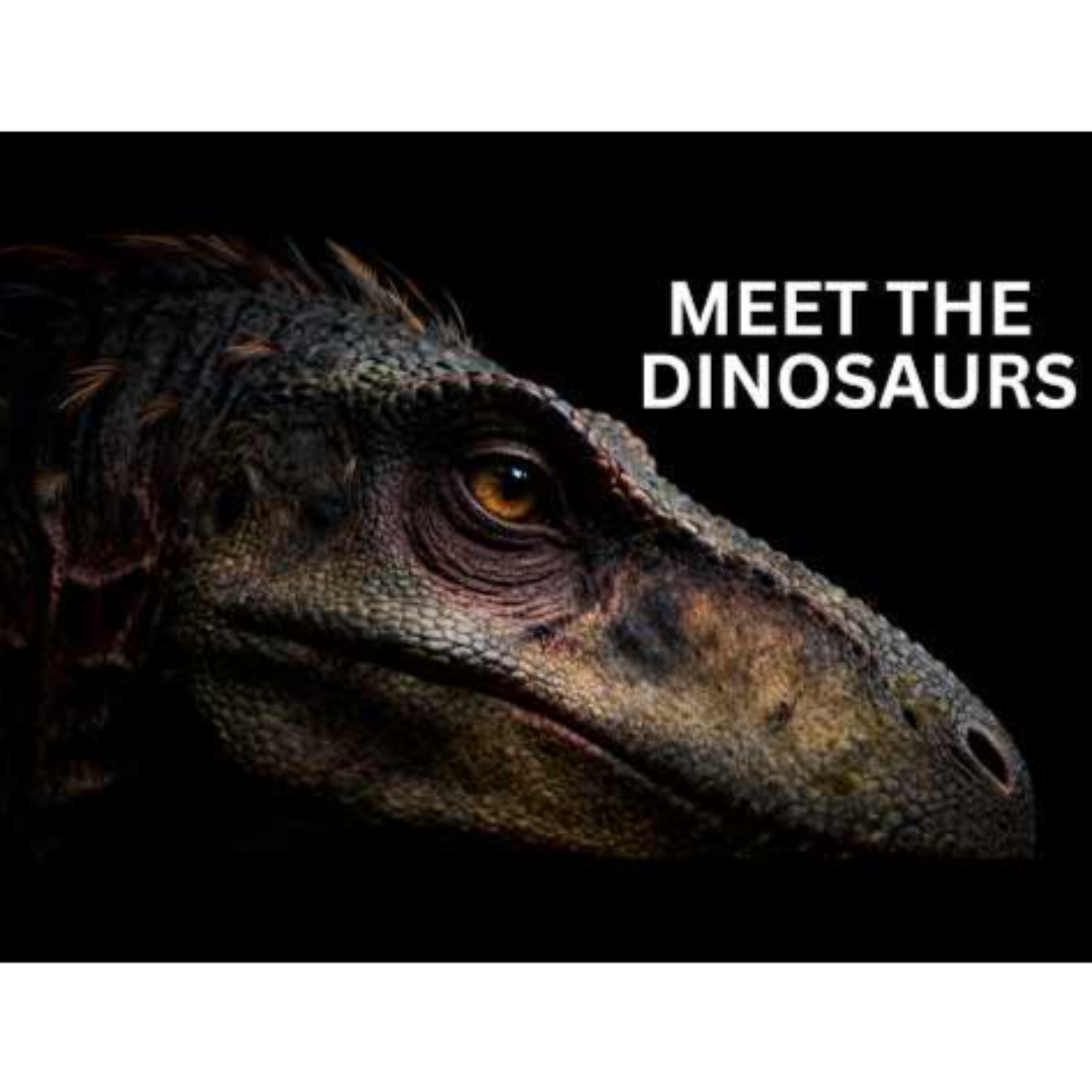 What Dinosaurs Were Really Like  No Adverts episode artwork