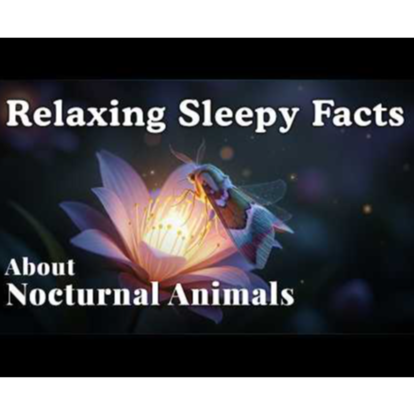 The Most Relaxing Facts About Nocturnal Animals to Fall Asleep To episode artwork