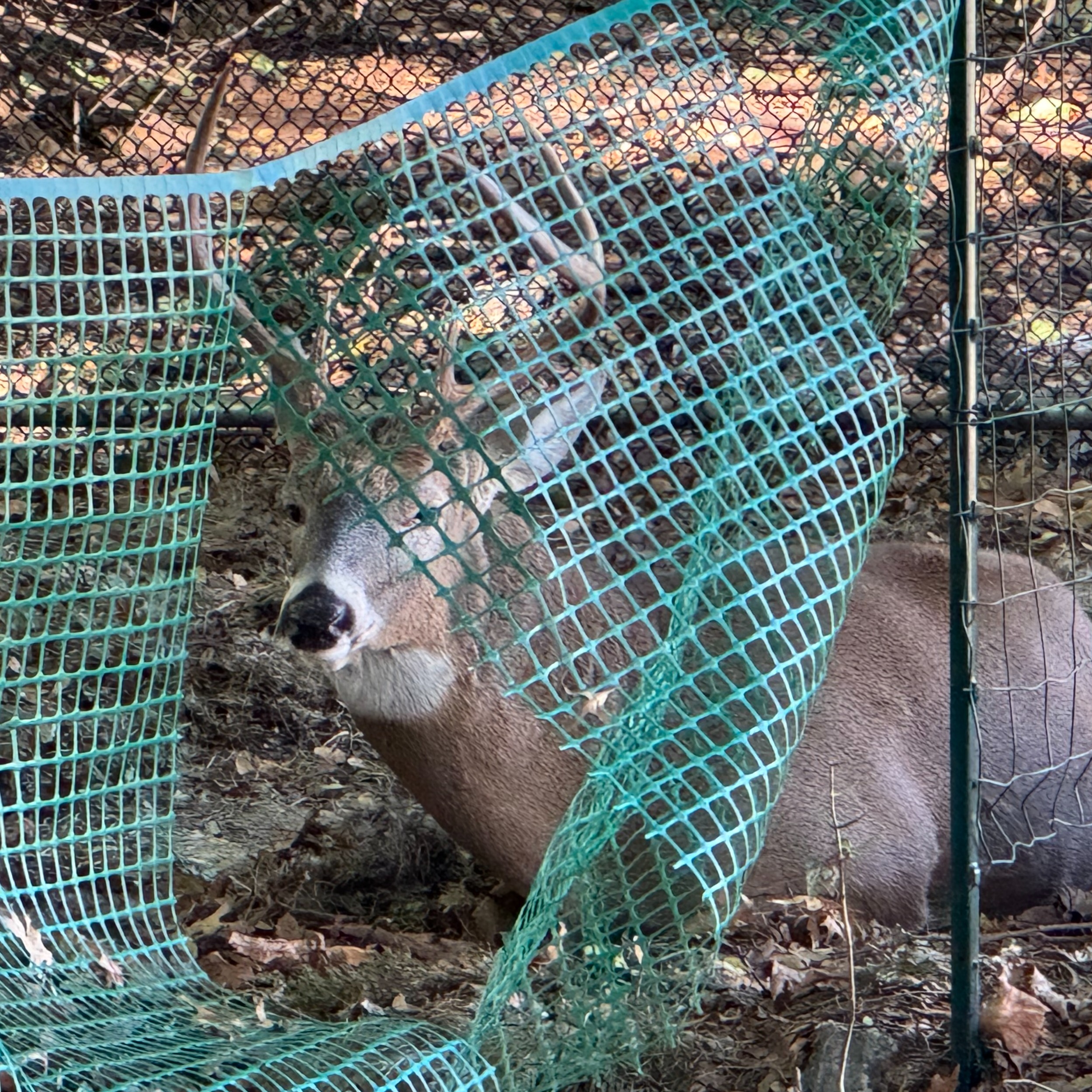 W.E. Brown Questionnaire - The Return