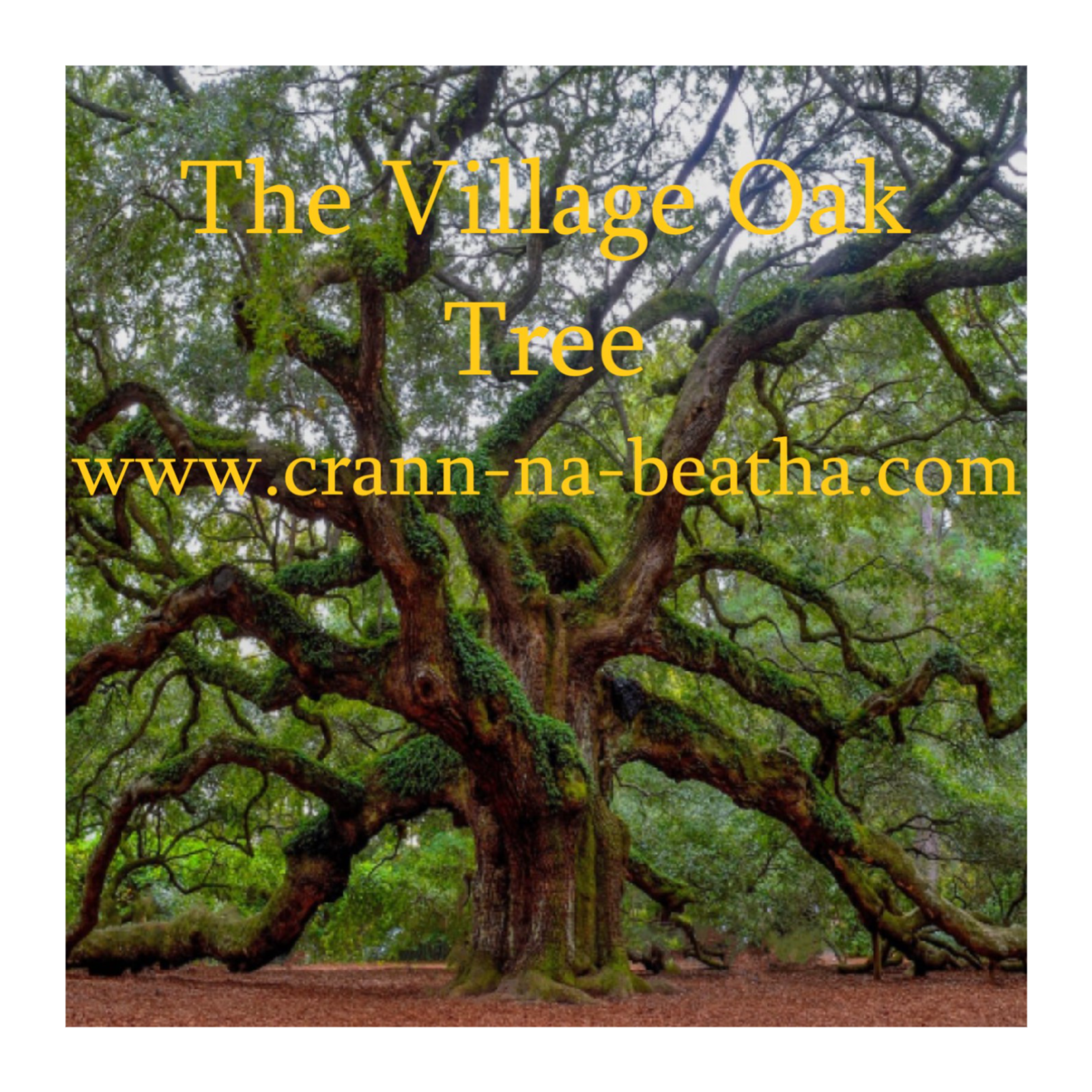 The Village Oak Tree