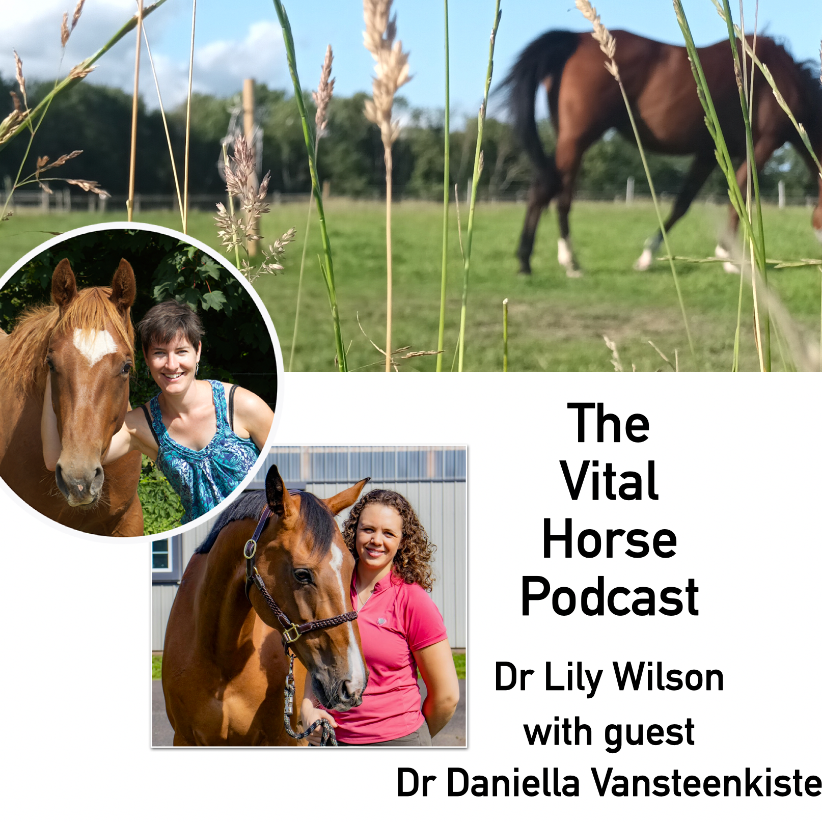 Thorough investigations of horses with Dr Daniella Vansteenkiste