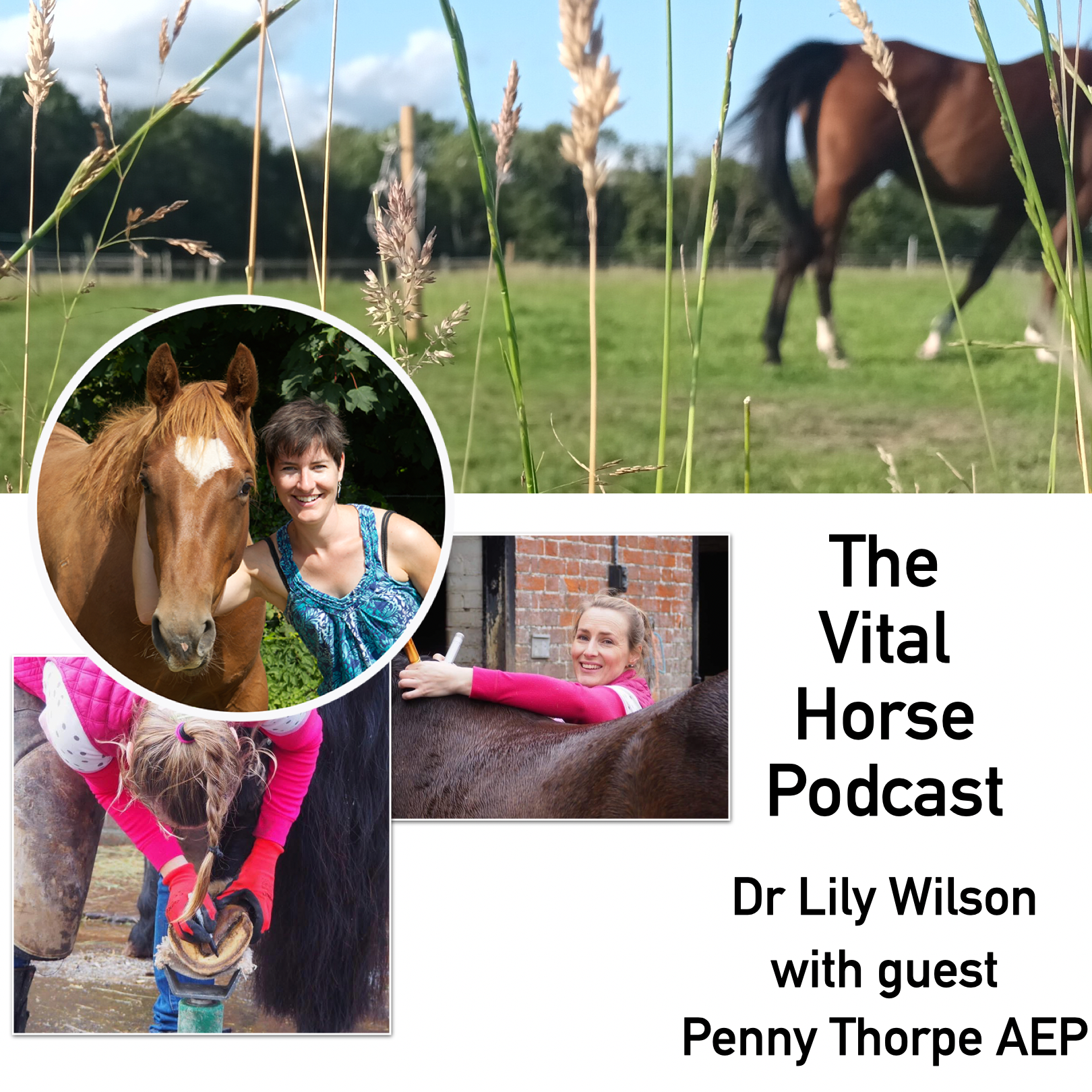 Hooves and trimming with guest Penny Thorpe AEP episode artwork