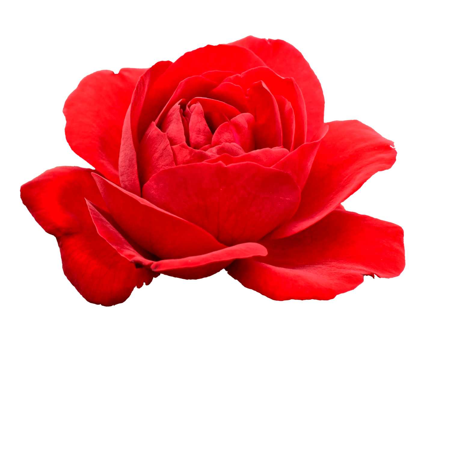 The Bachelorette South Africa  