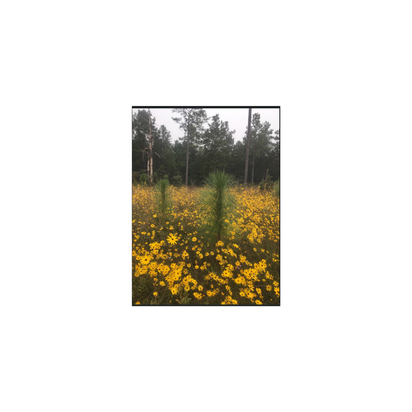 Welcome to the Creekbank Podcast:  The Bible Comes Alive