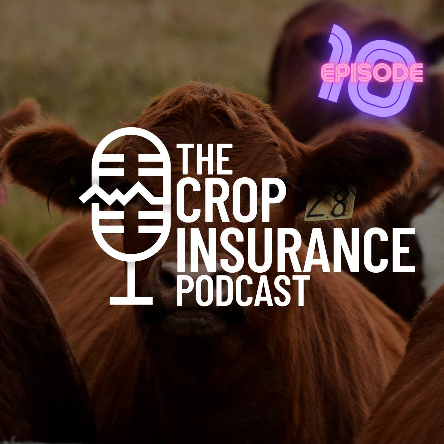 Crop Insurance Basics | 10: LRP part 2