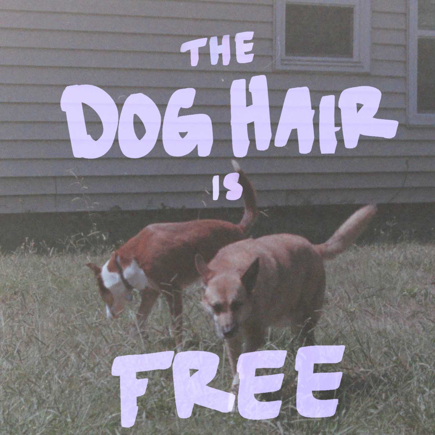 The Dog Hair is Free