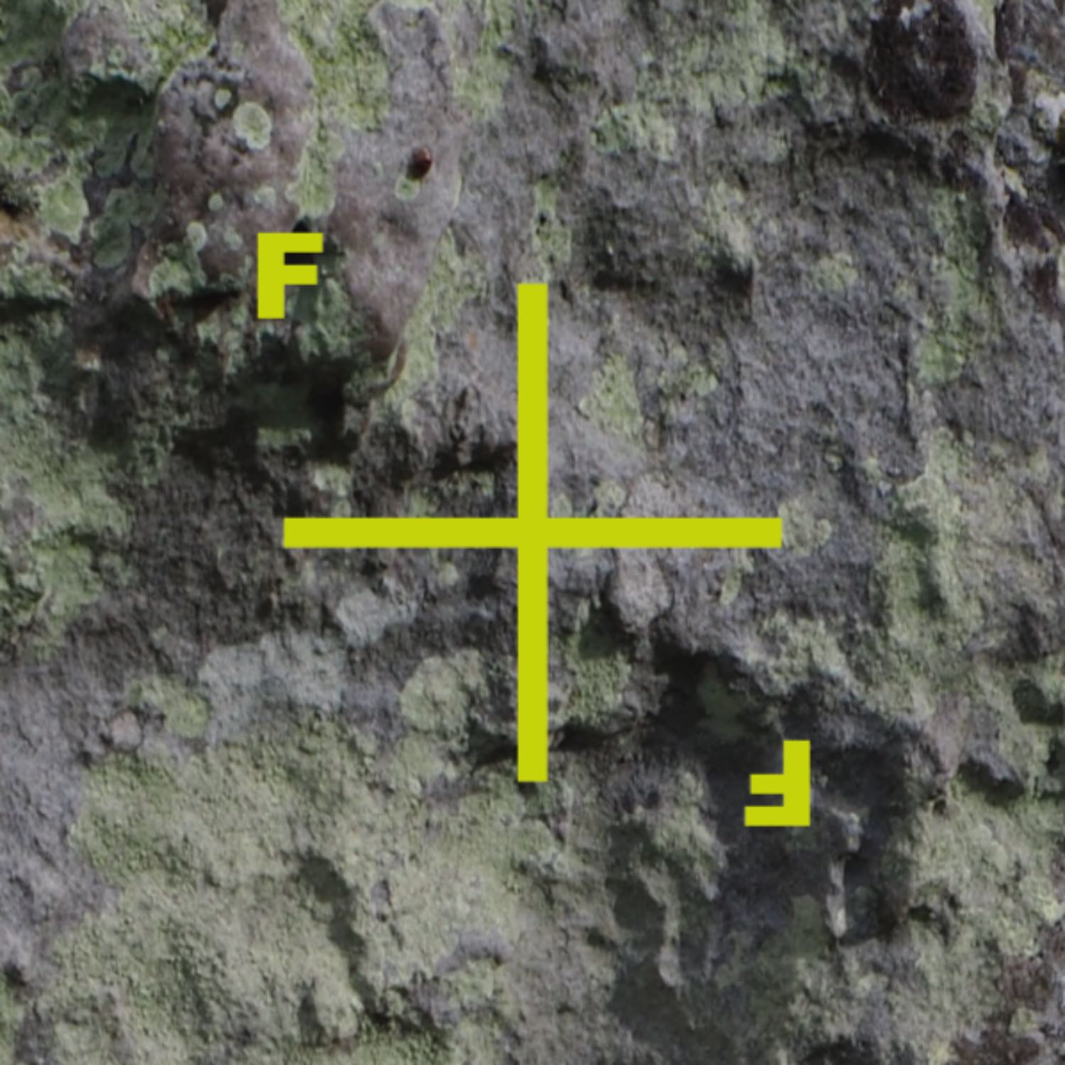 The Found & Forgotten