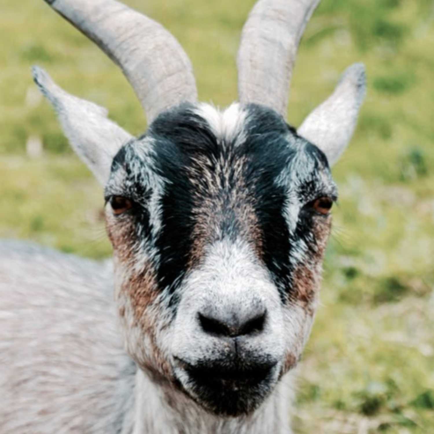 The Goat Pen