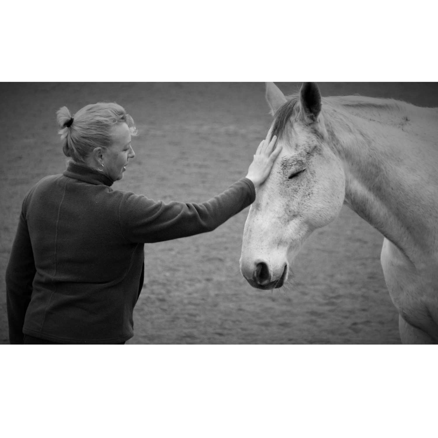 The Horse Human Connection - How We Learn From Horses