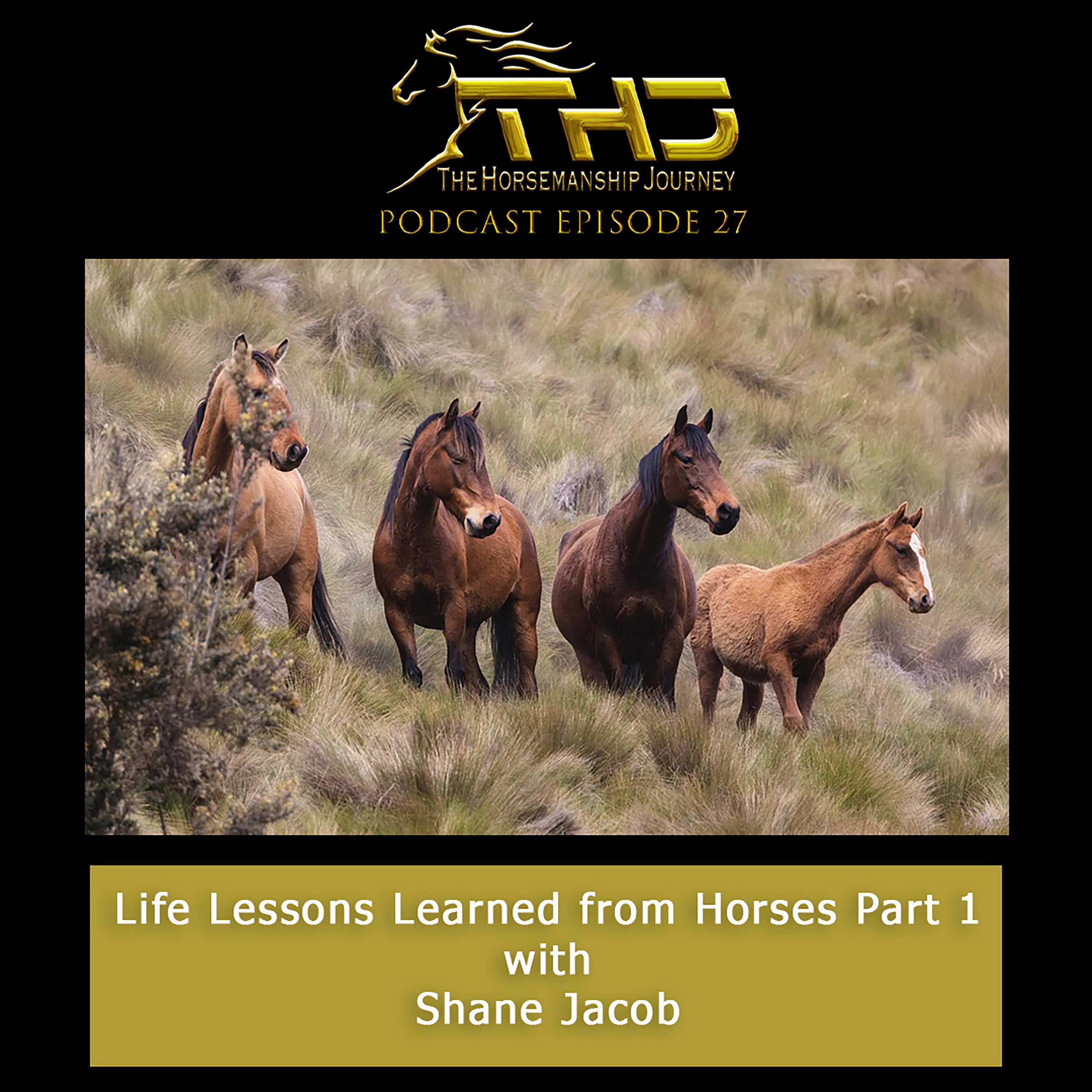 Life lessons learned from horses Part 1