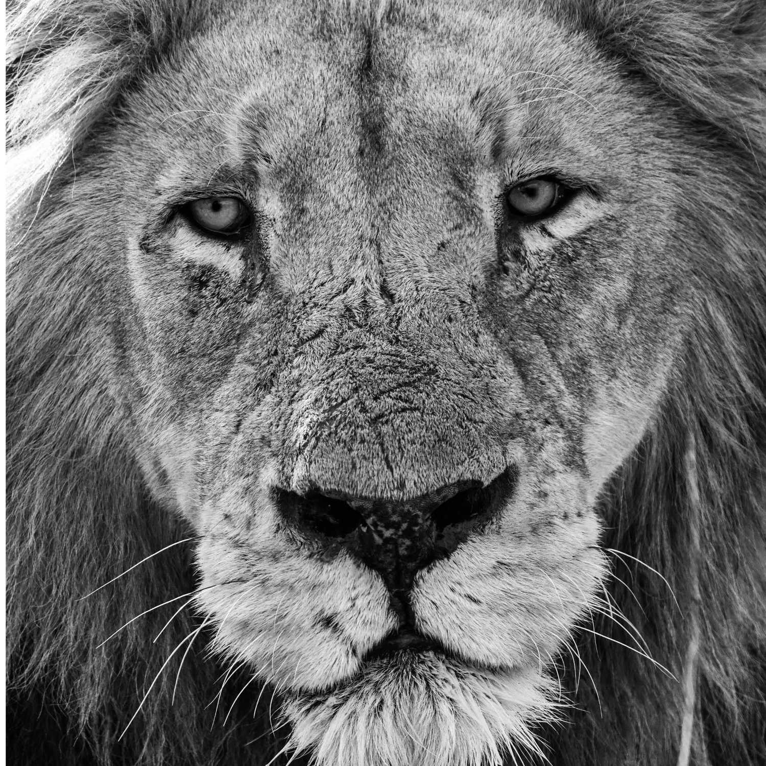 The Lion\'s Pen