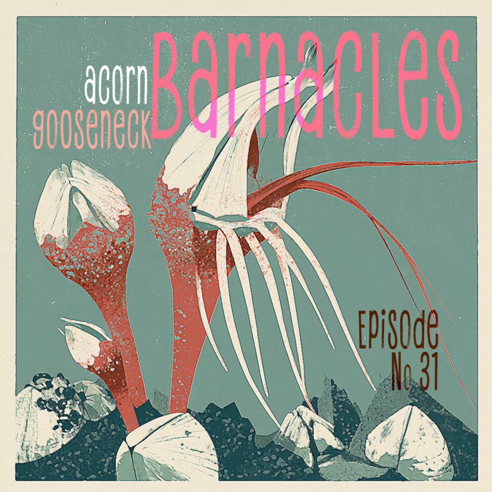 Barnacles