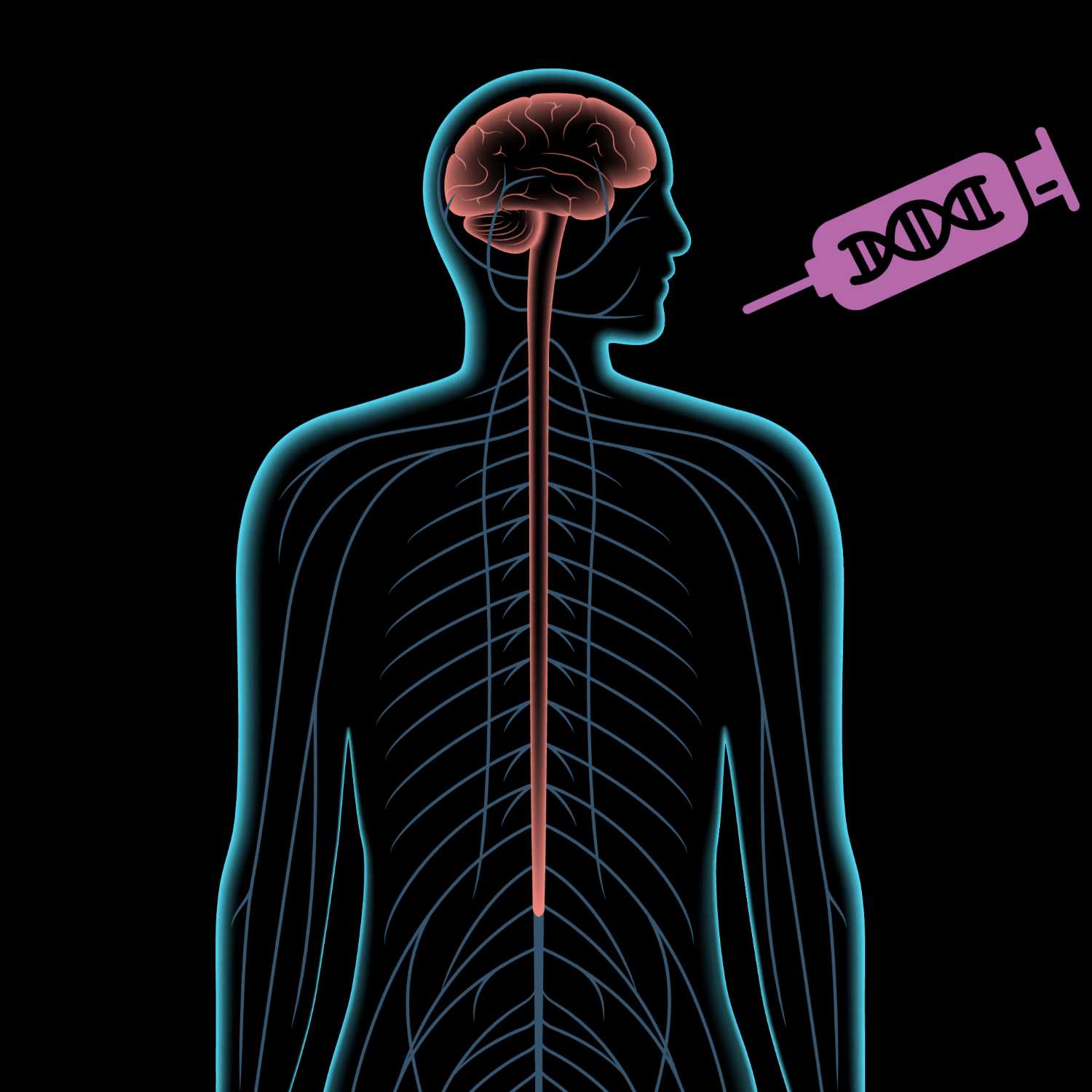 Targeting the CNS System in Gene Therapy
