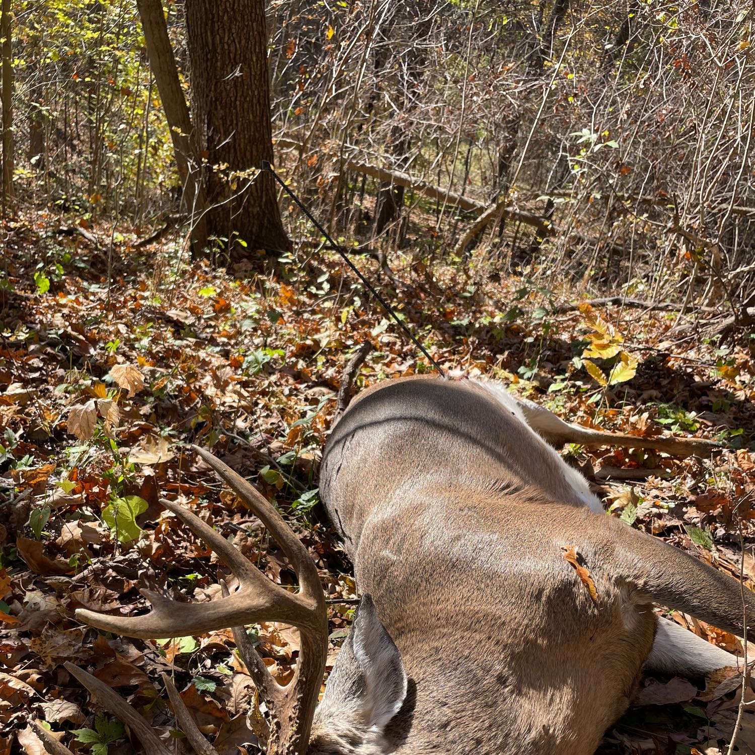 The MotoRoss Experience