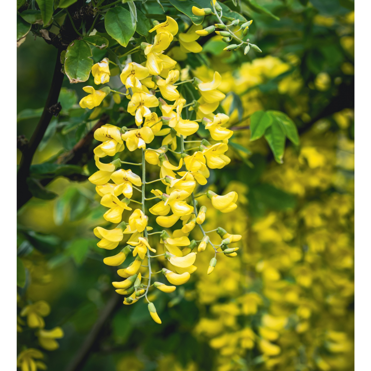05 - Hexed Death to the Goldenrain Tree