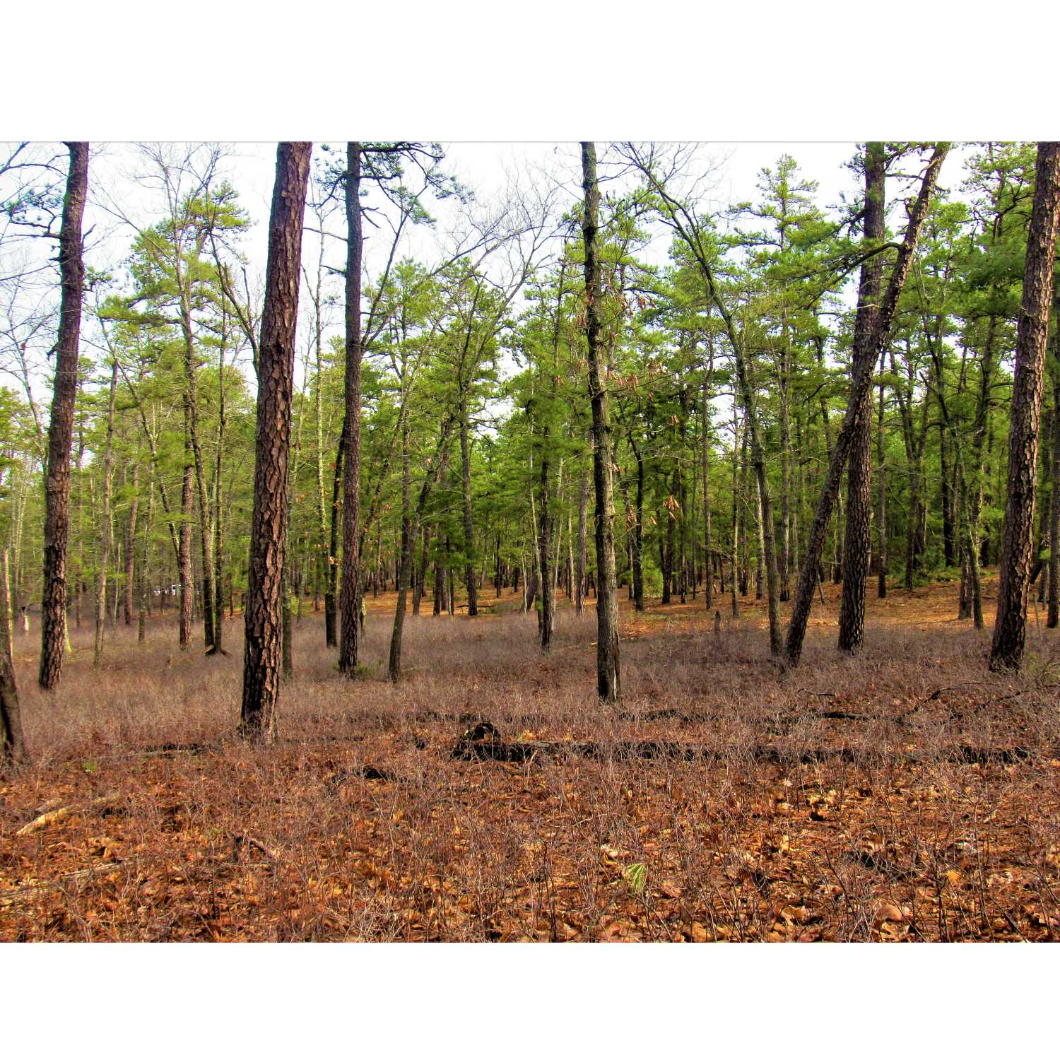 The Scared Shitless Podcast®