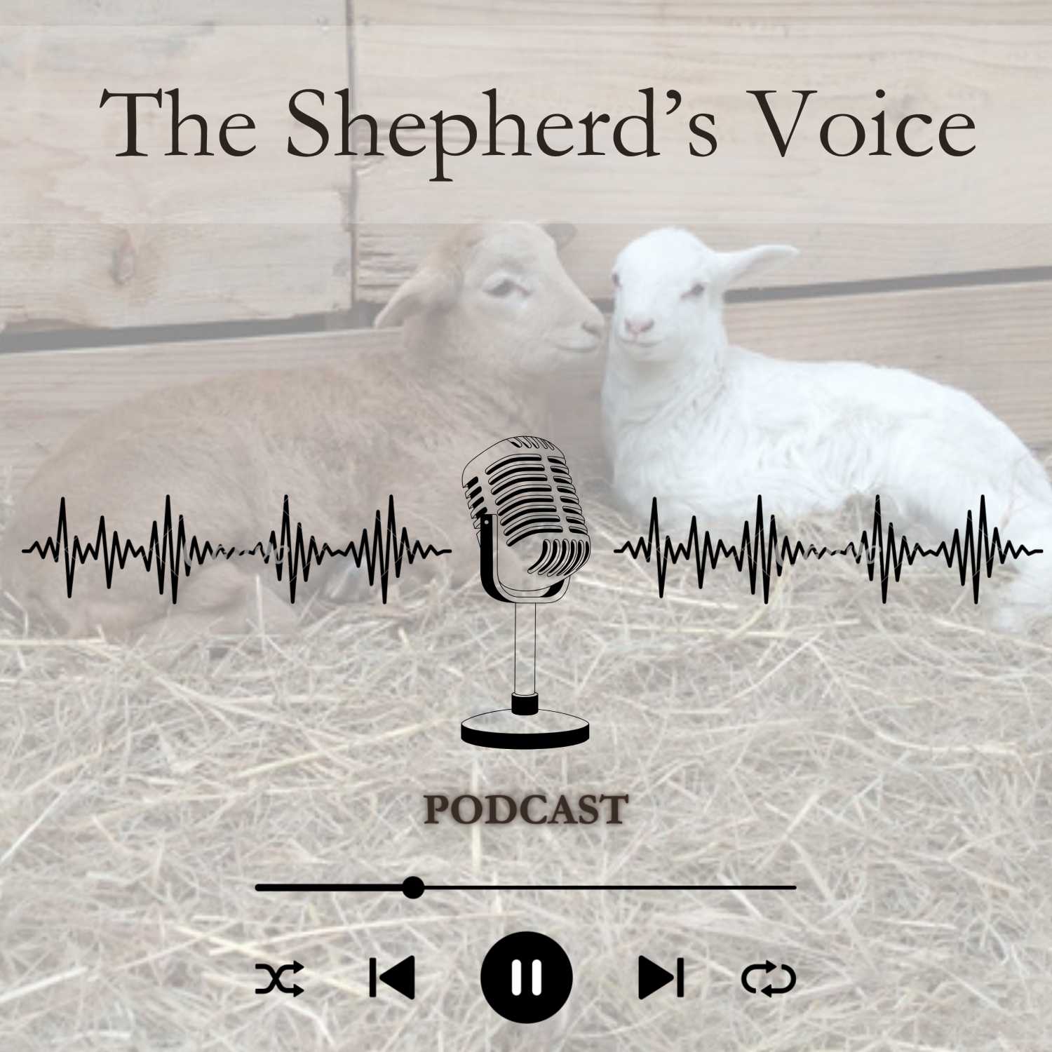 The Shepherd's Voice Podcast podcast artwork