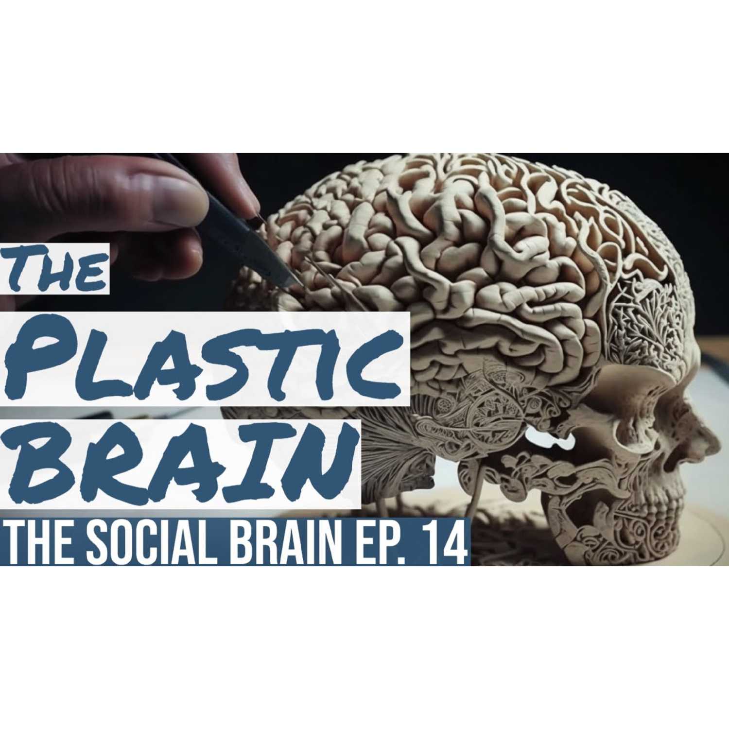 The Social Brain