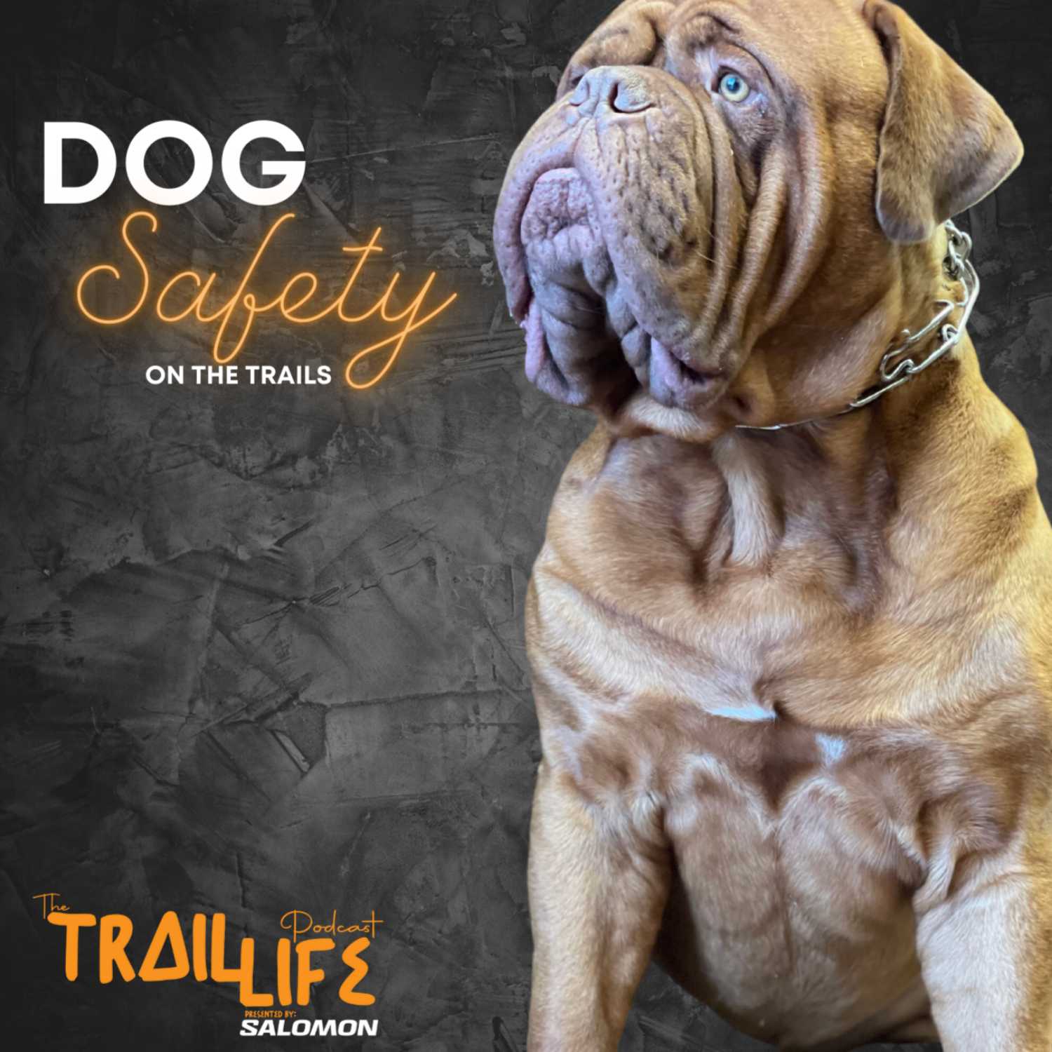 Dog Safety on the Trails