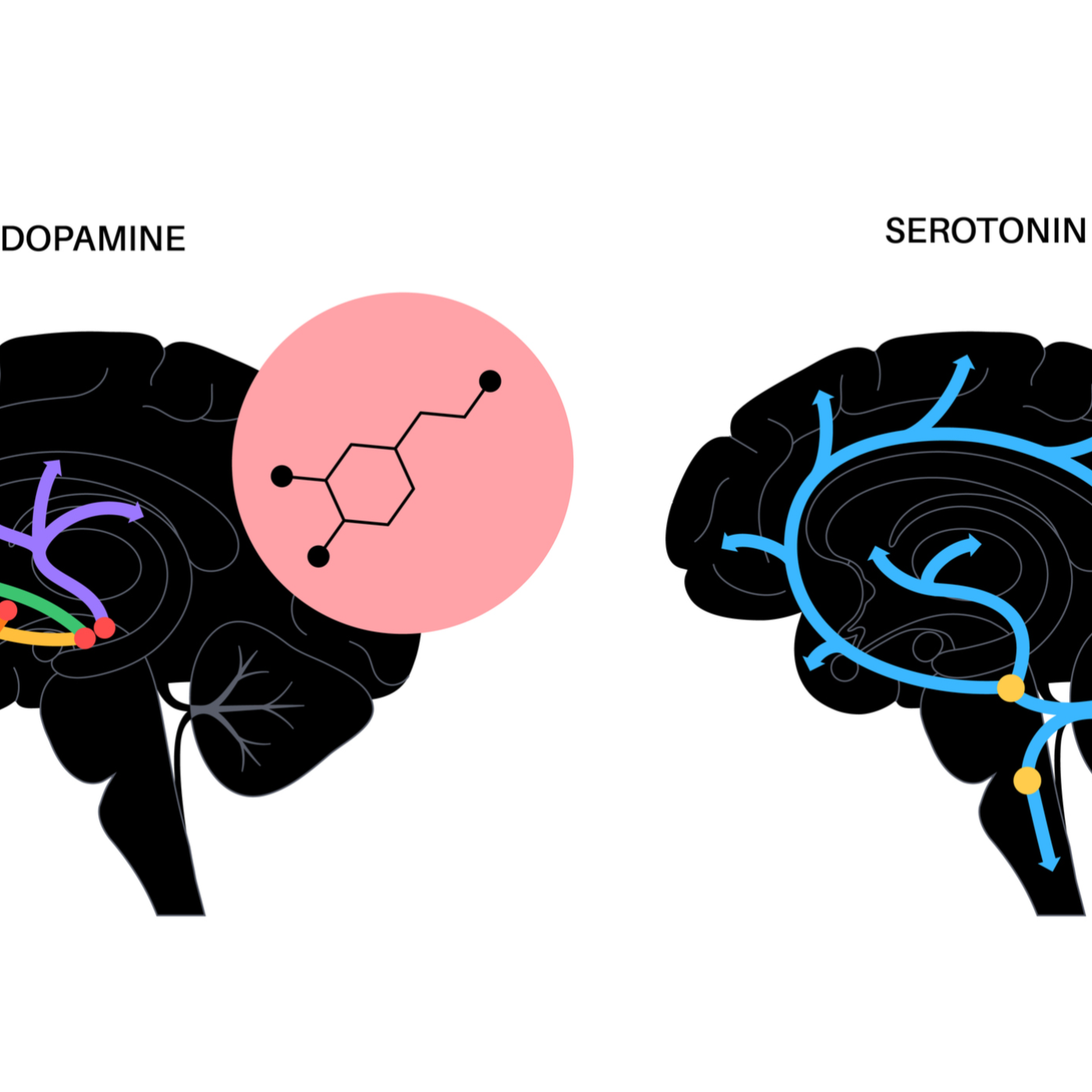  Dopamine vs. Serotonin – The Battle for Your Brain (And Why You Need a Dopamine Detox)