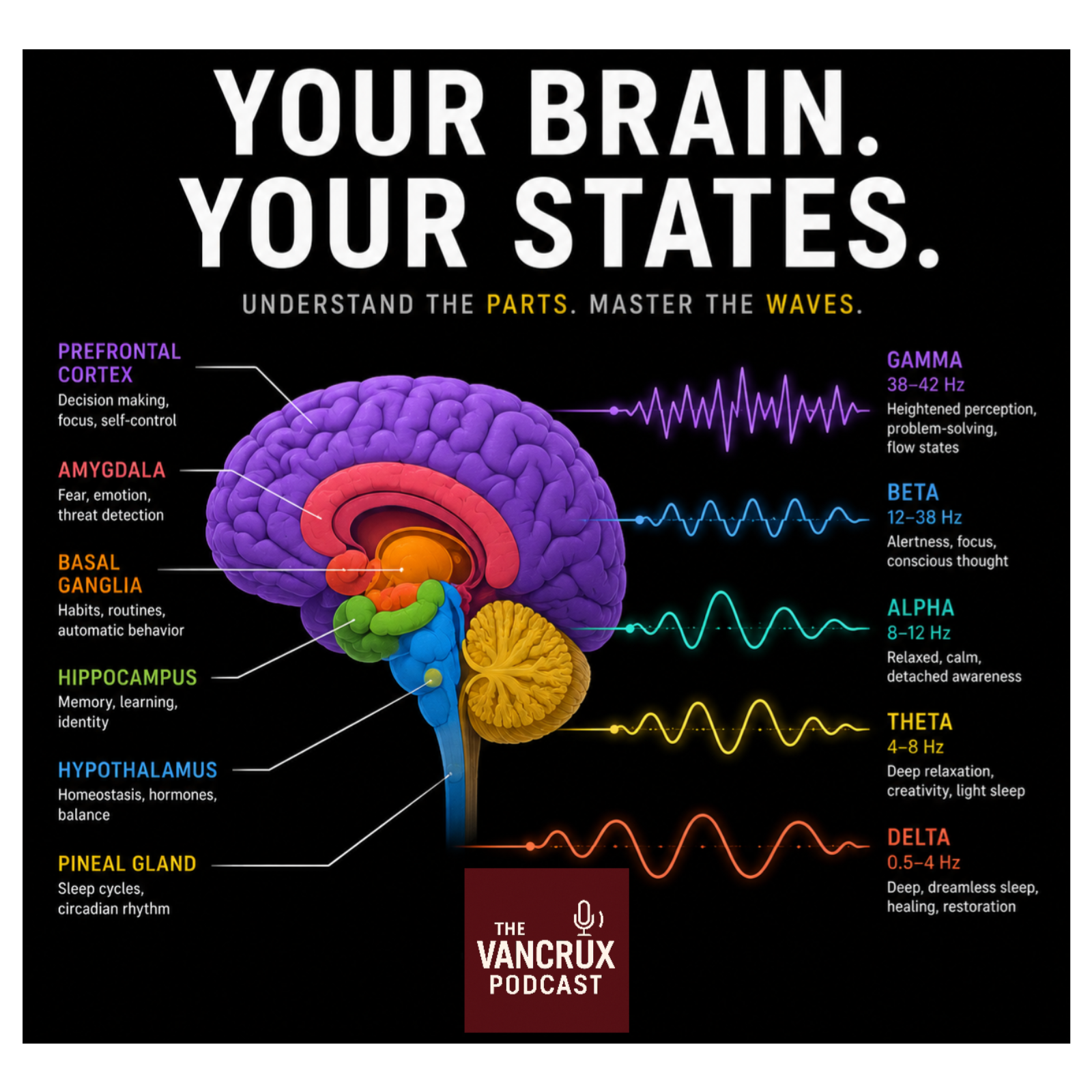 Parts of the Brain and Brain wave types  episode artwork