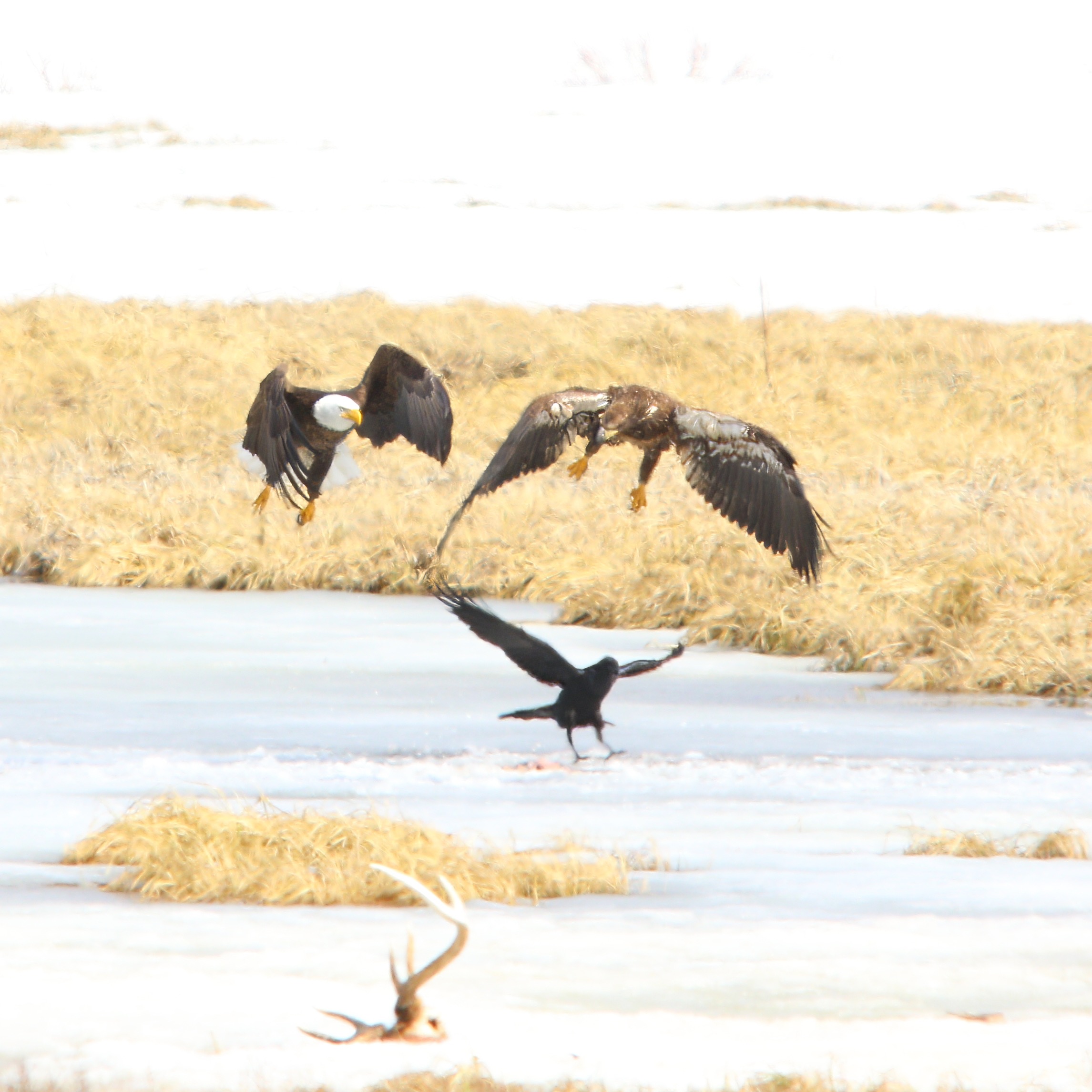 This Week in Yellowstone National Park